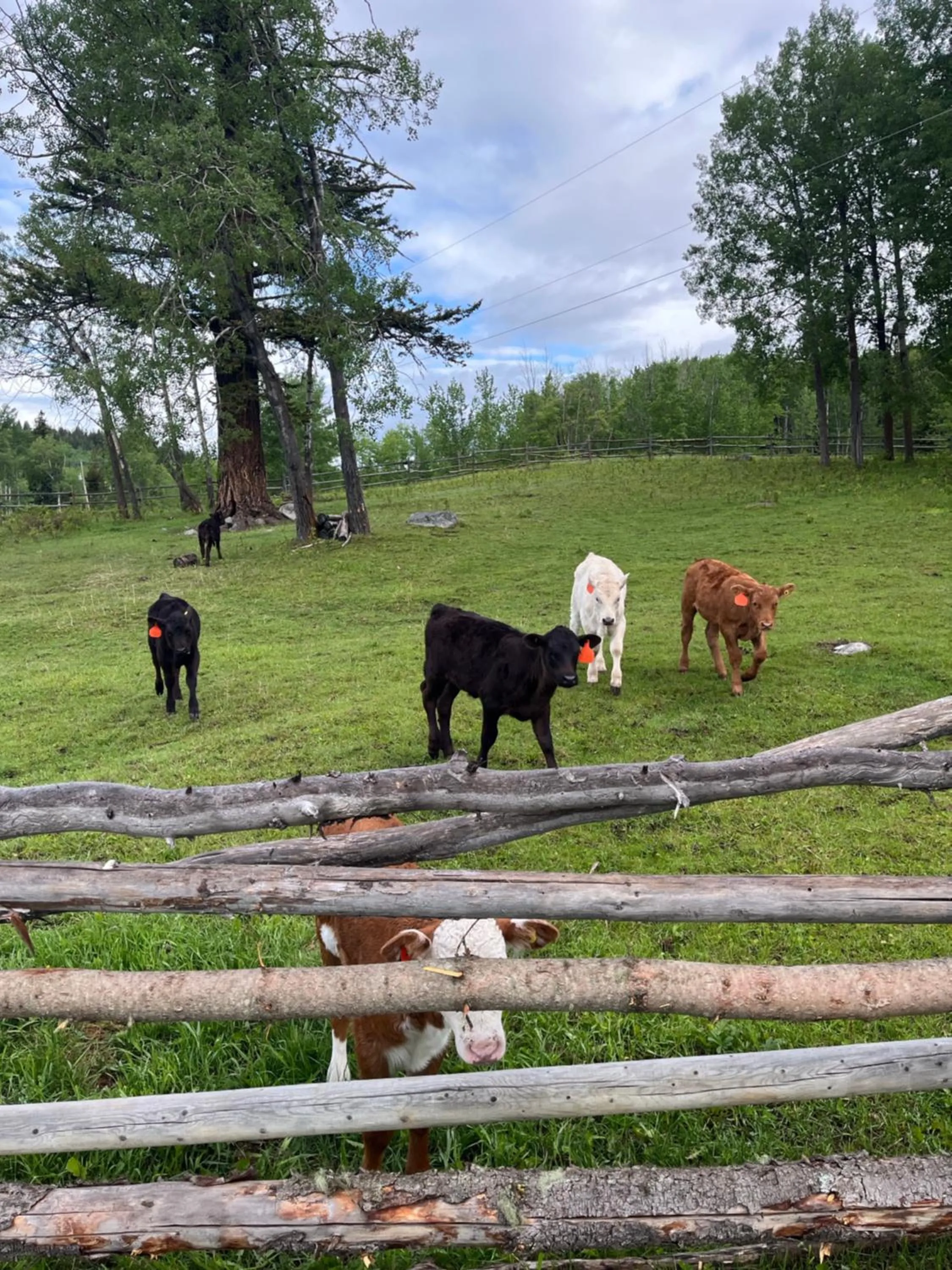 Montana Hill Guest Ranch