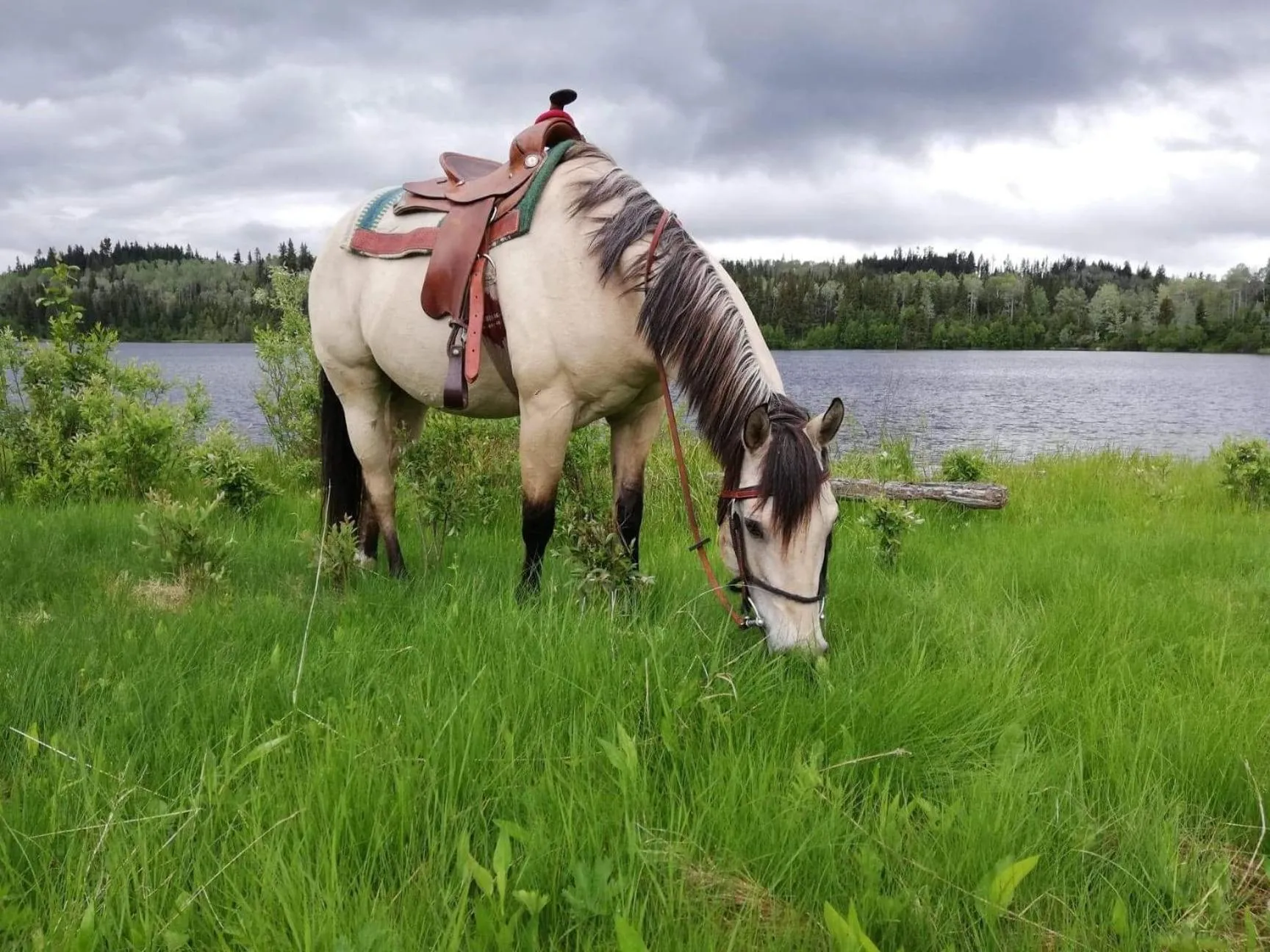 Montana Hill Guest Ranch