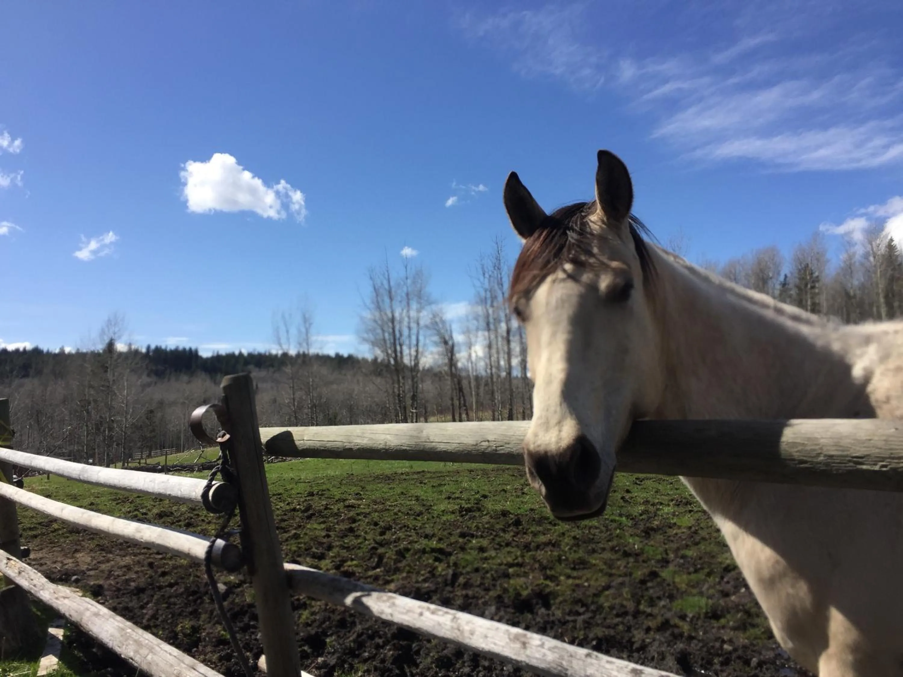 Animals in Montana Hill Guest Ranch