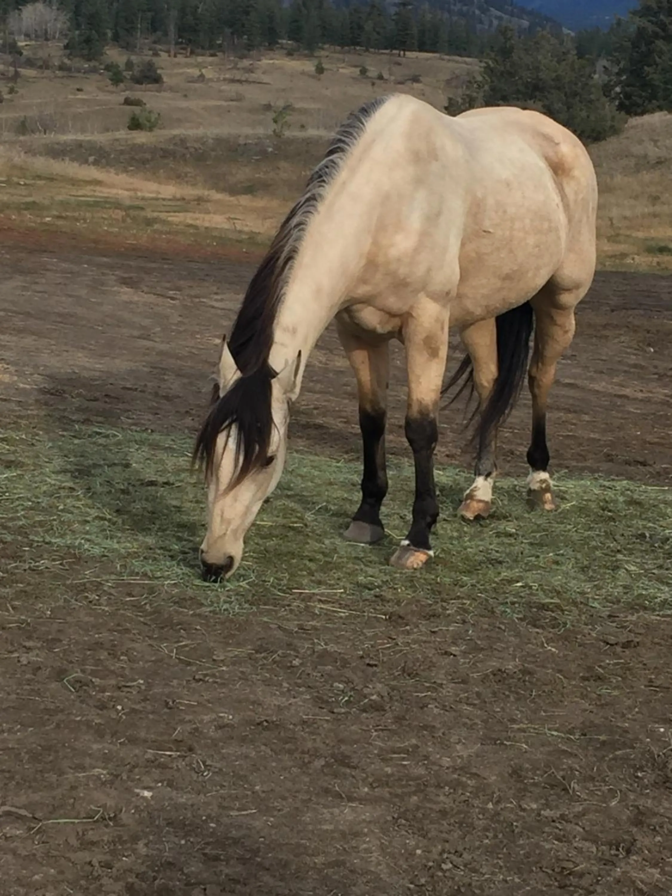 Pets in Montana Hill Guest Ranch