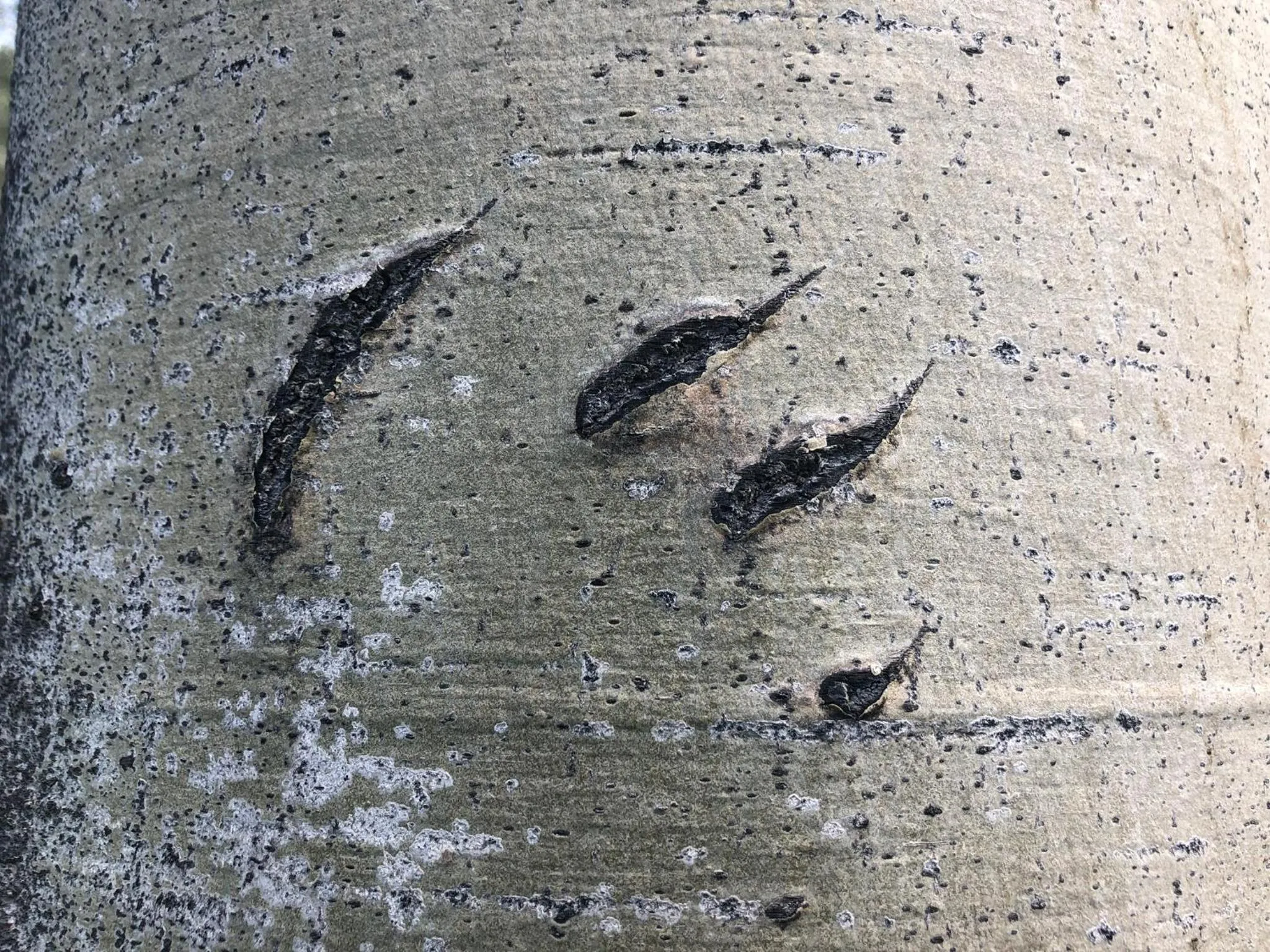 Montana Hill Guest Ranch