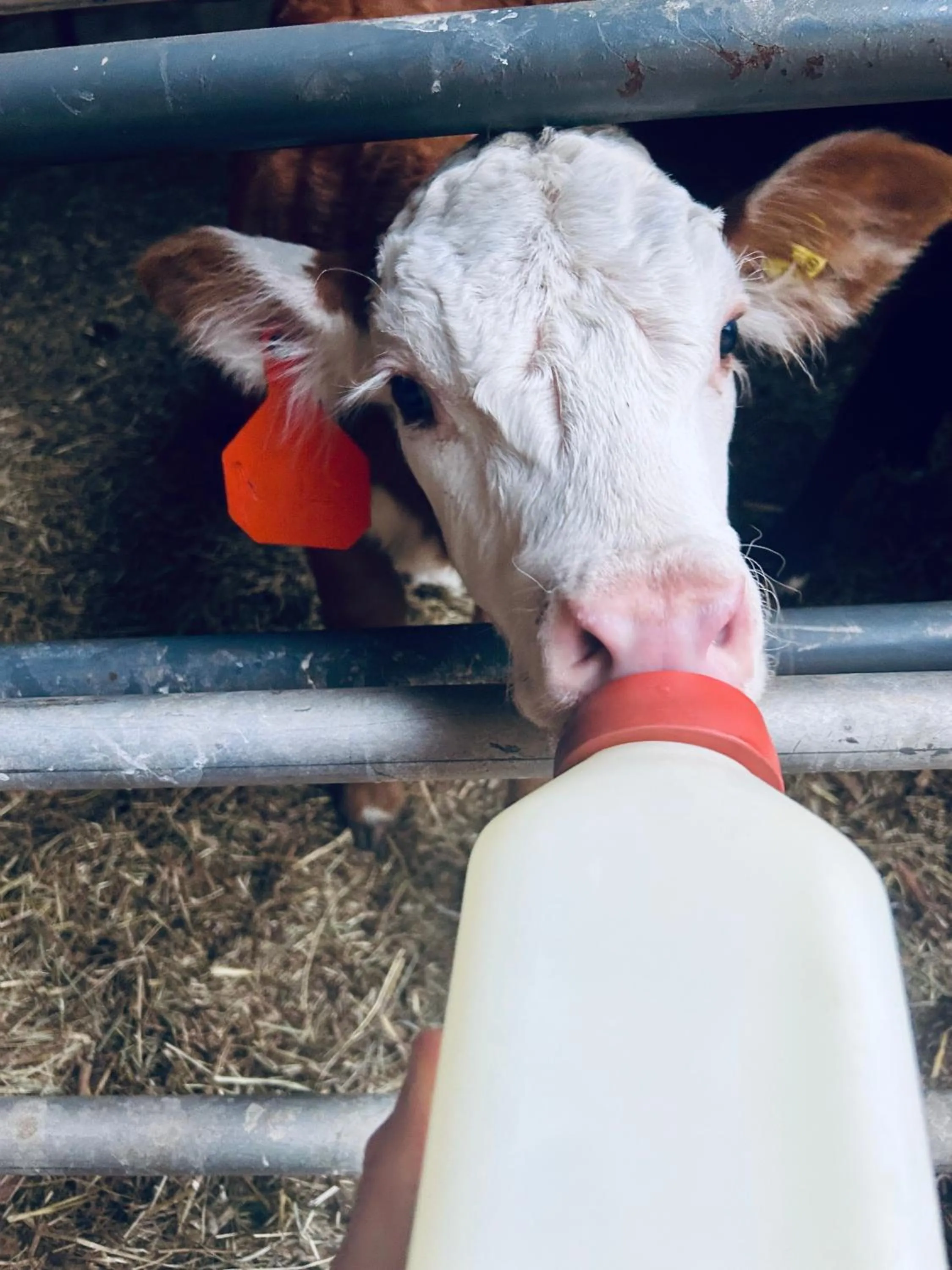 Montana Hill Guest Ranch