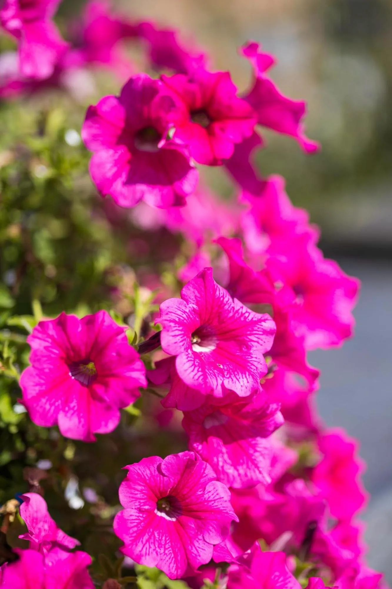 Property building in Hotel du Commerce