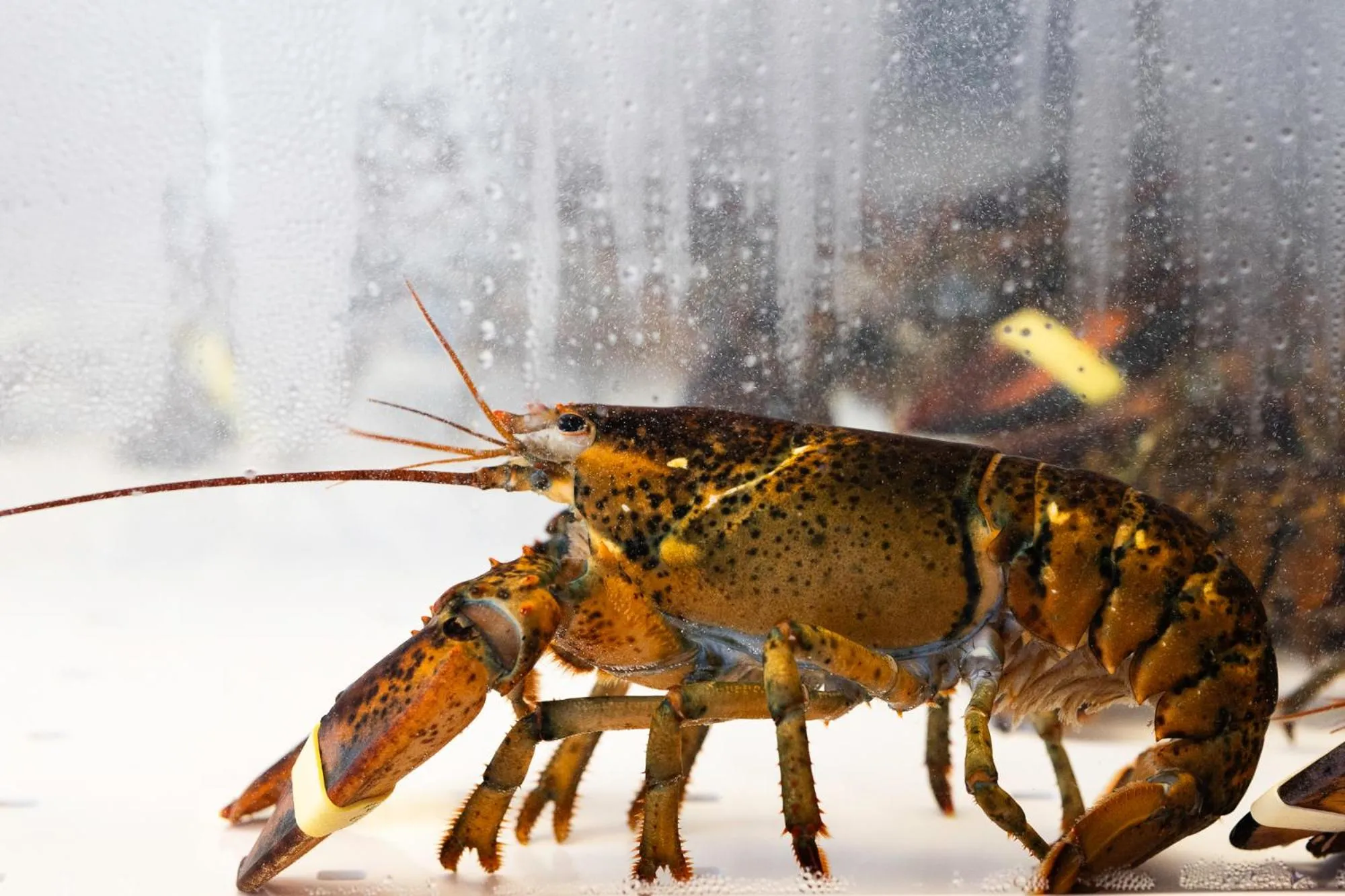 Restaurant/places to eat in Hotel du Commerce