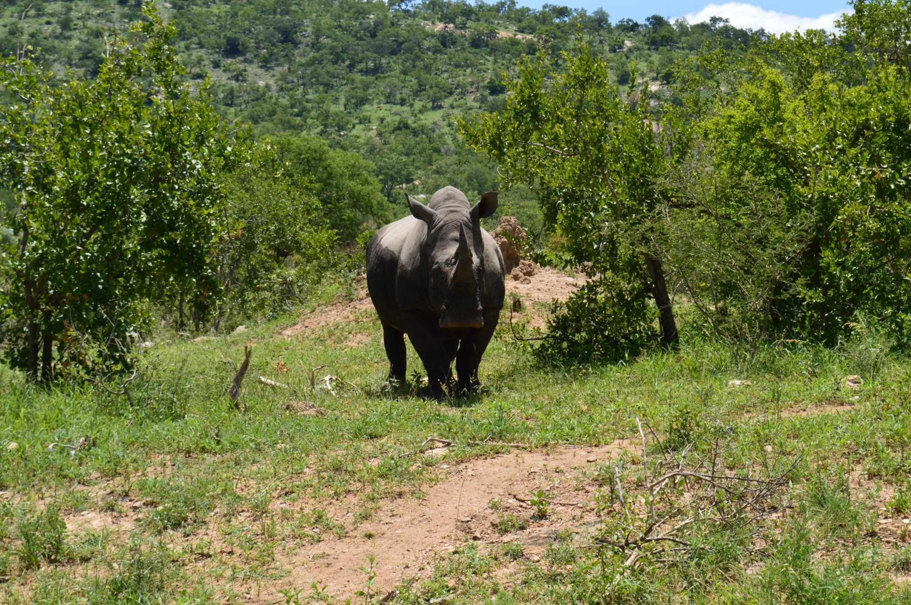 Animals in Imbube Safari Lodge
