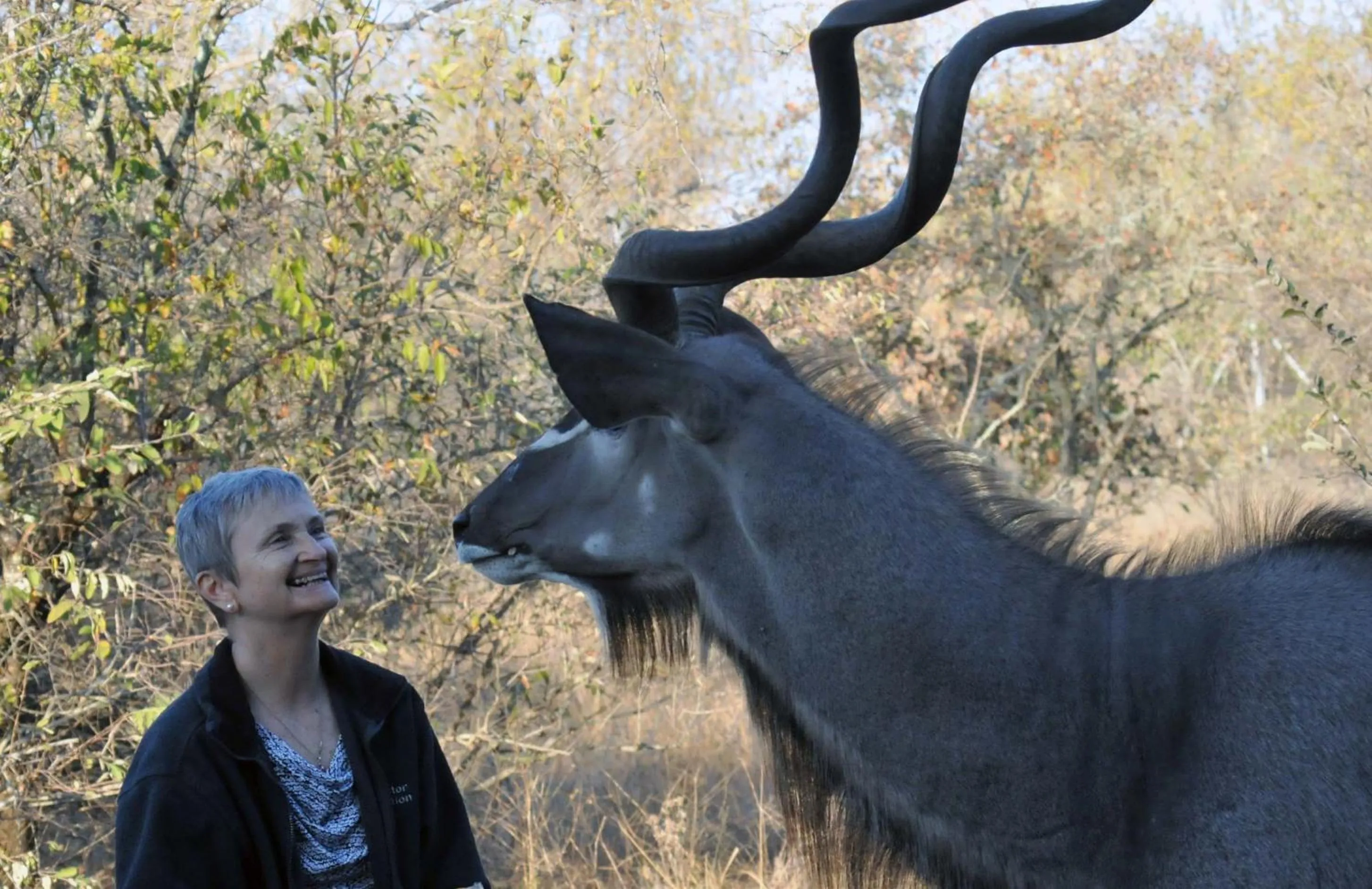 Animals in Imbube Safari Lodge