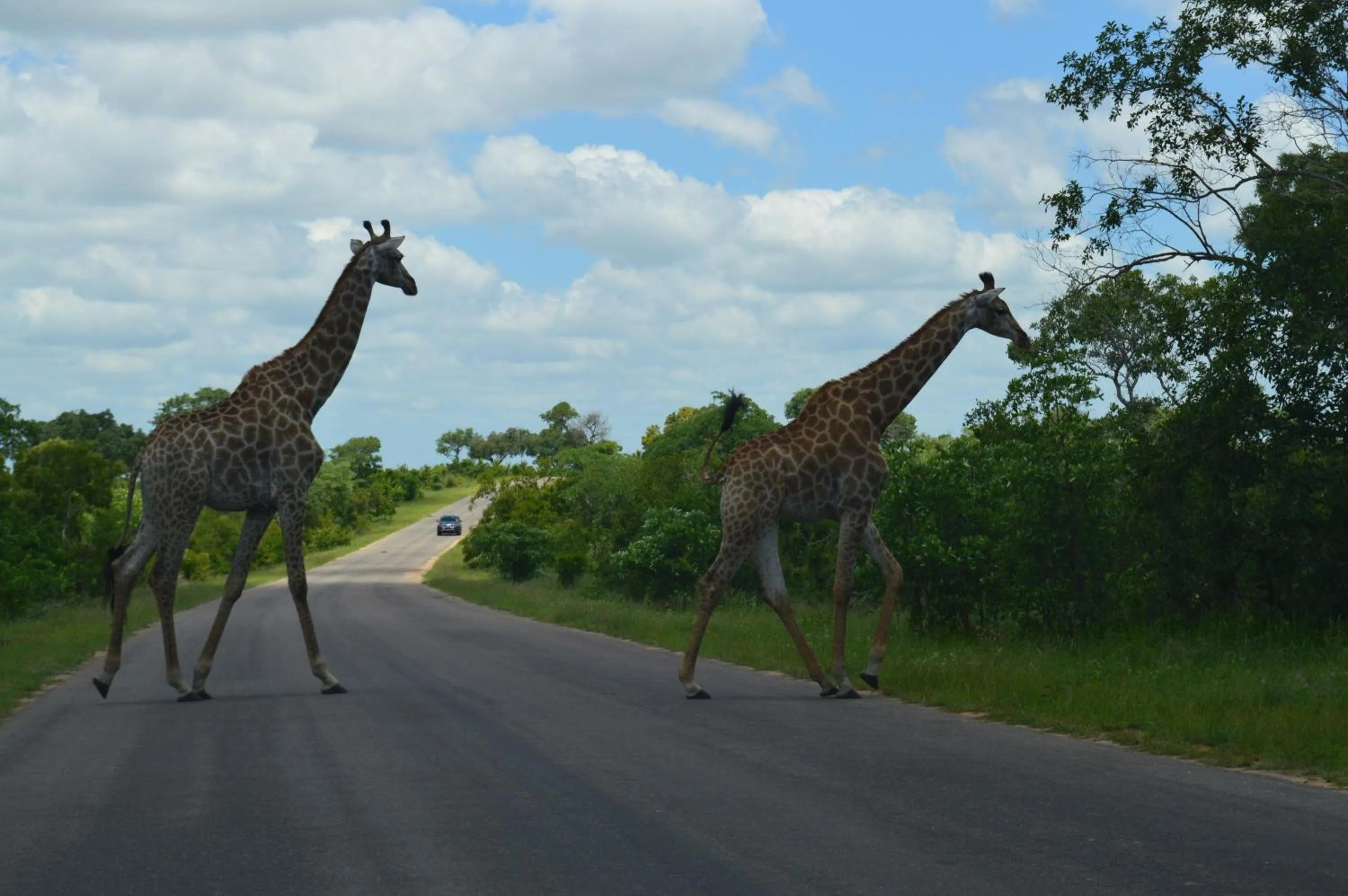 Animals in Imbube Safari Lodge