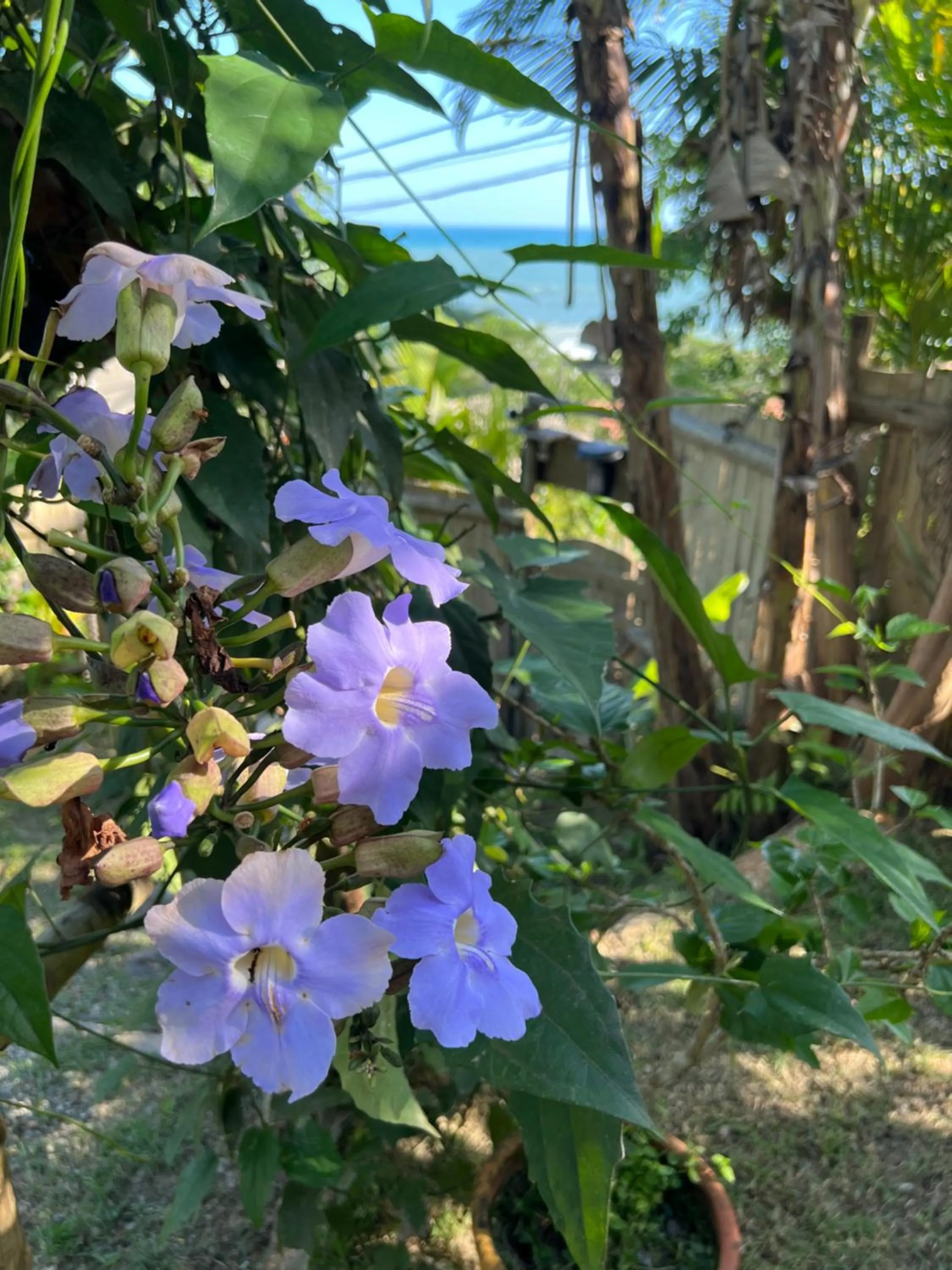 Hospedagem Casa Maracujá