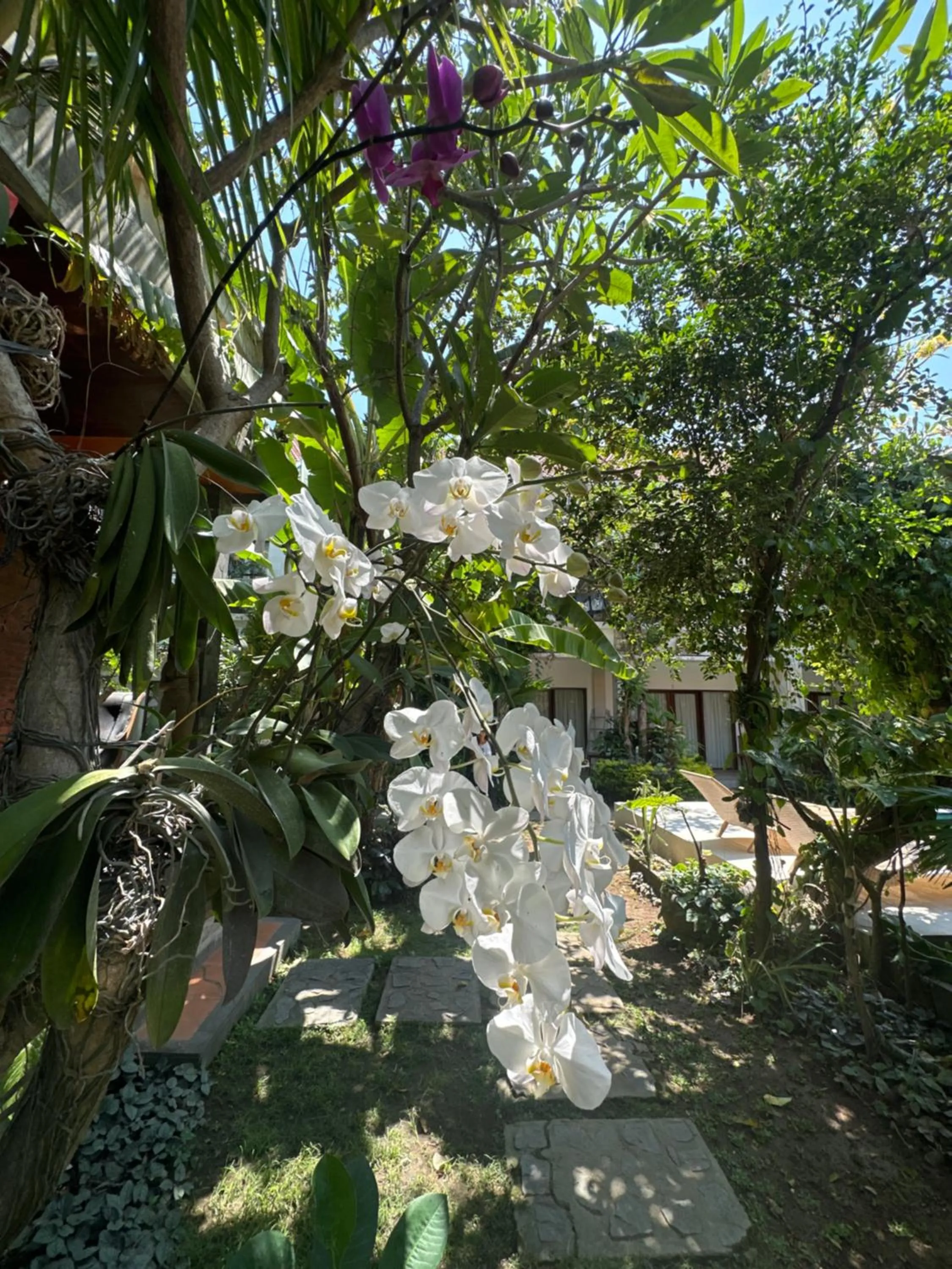 Garden in Diuma residence yoga meditation retreat and healing Center