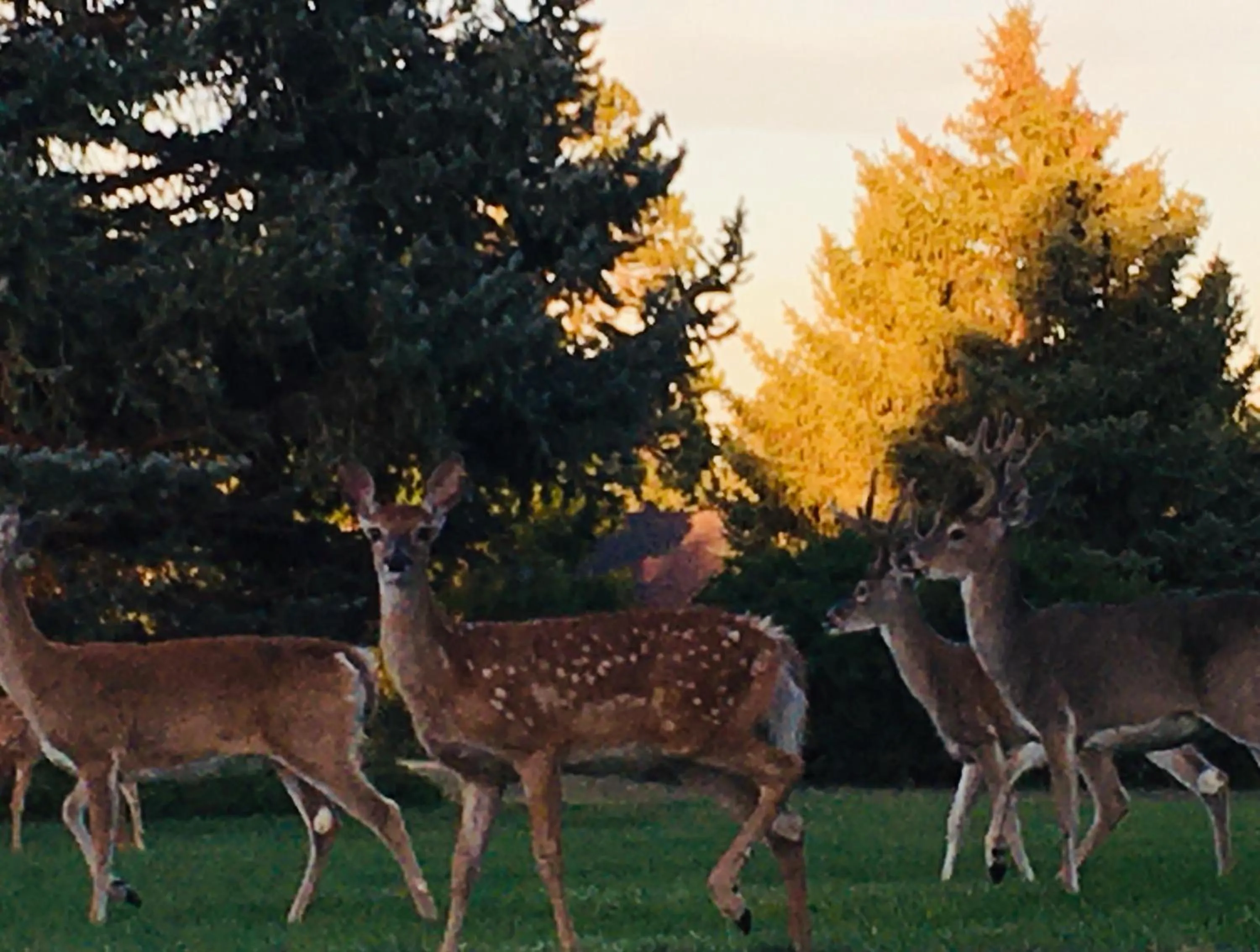 Animals in Priceless Black Hills View