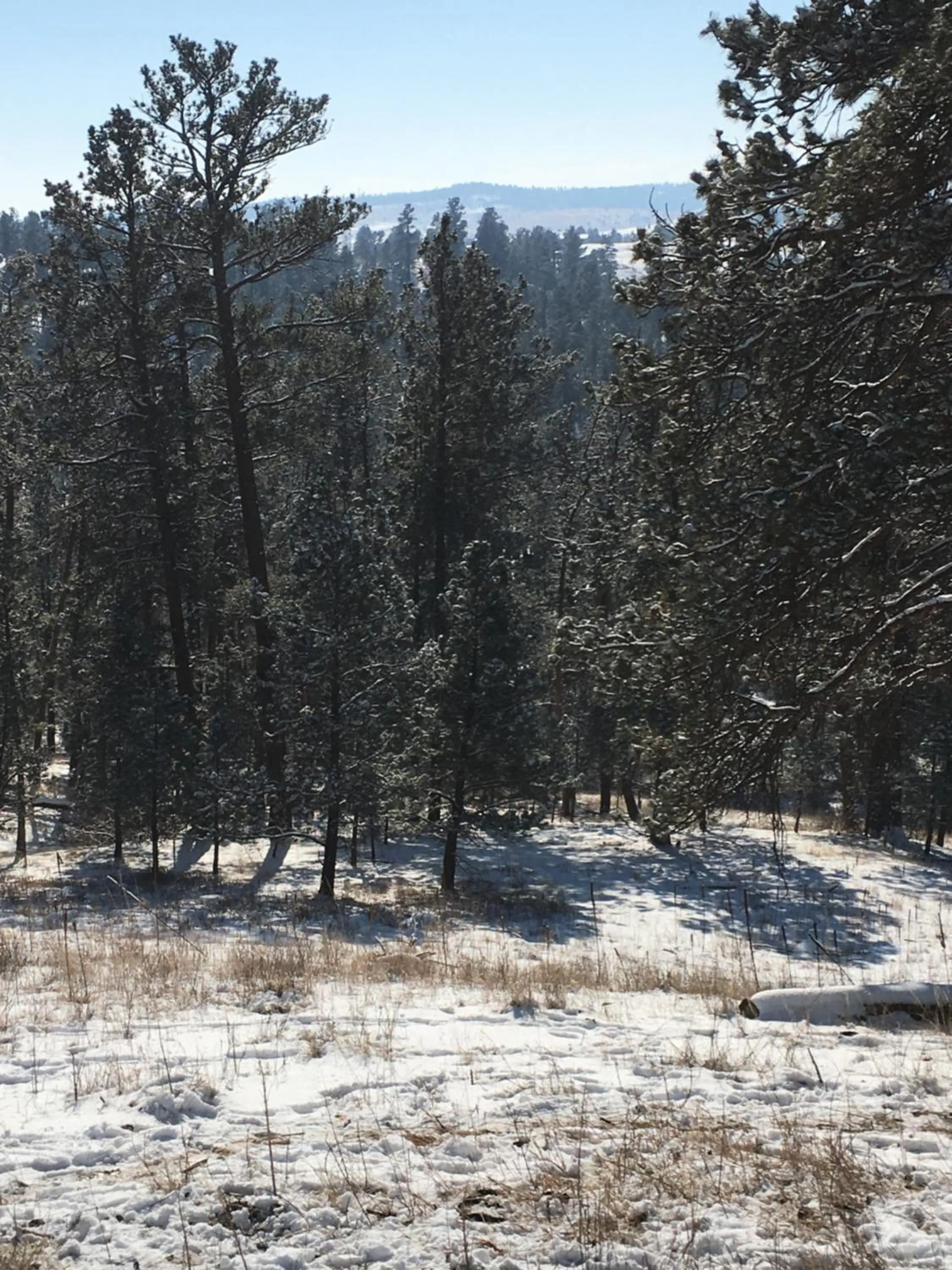 Natural landscape in Priceless Black Hills View