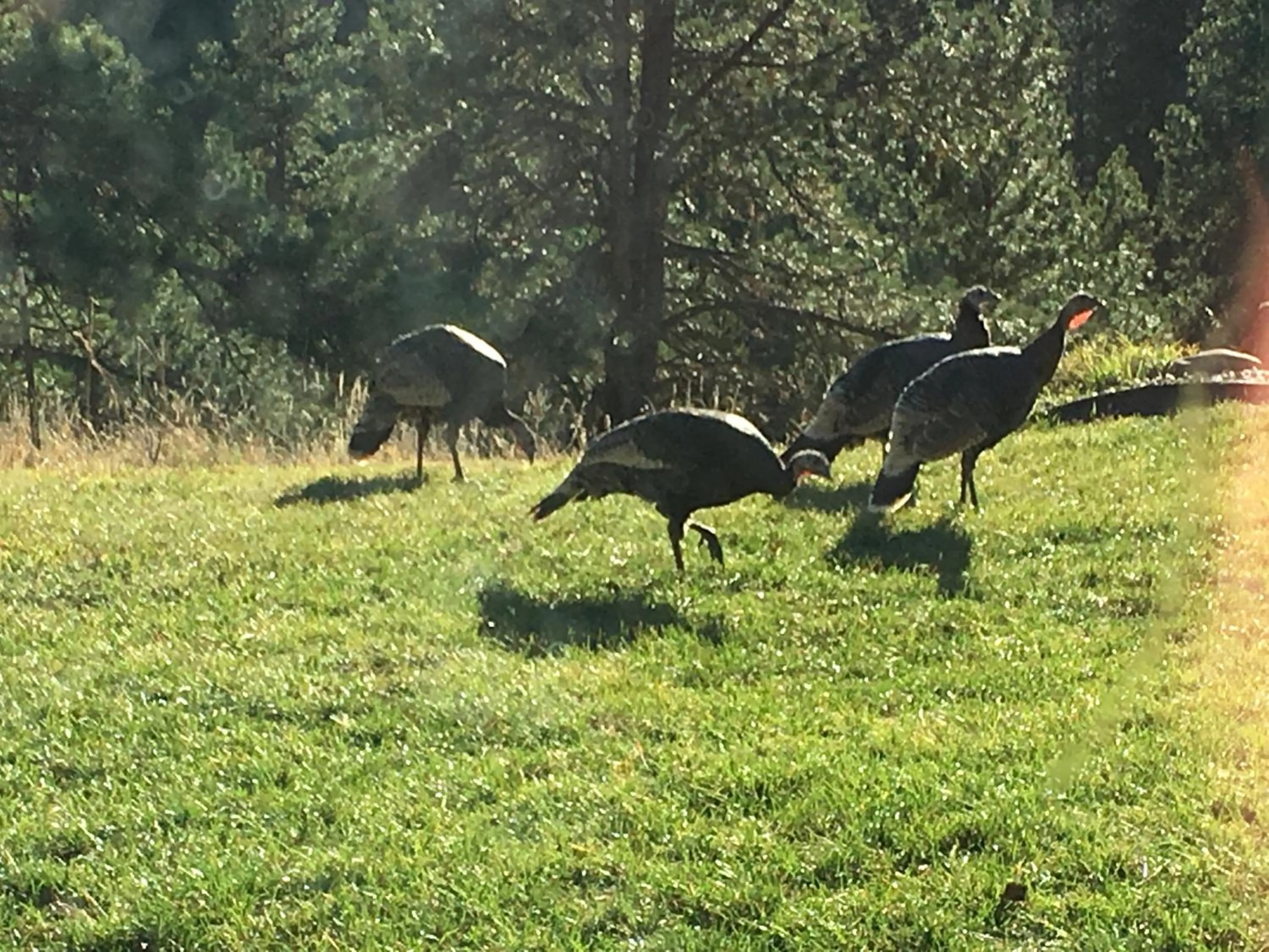Animals in Priceless Black Hills View