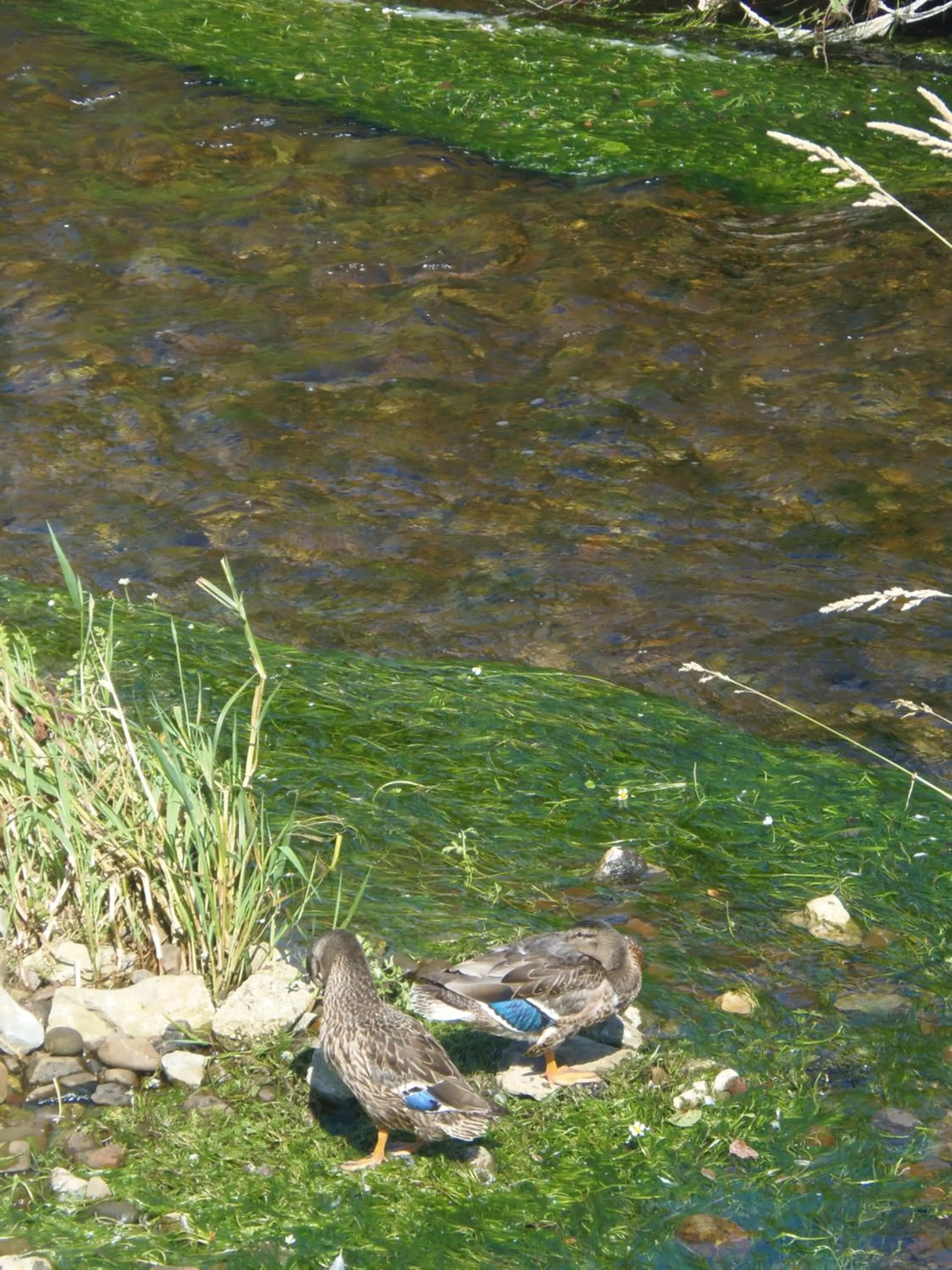 Natural landscape in Cloghan Lodge