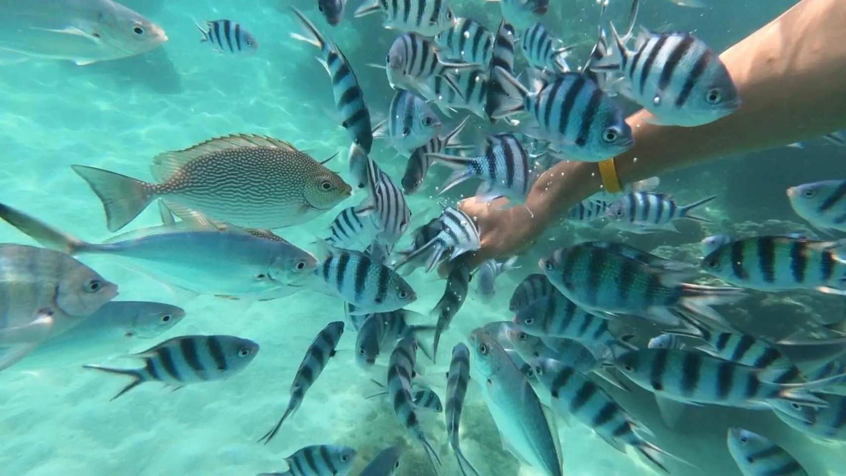 Snorkeling in Baan Chan Lay Koh Chang