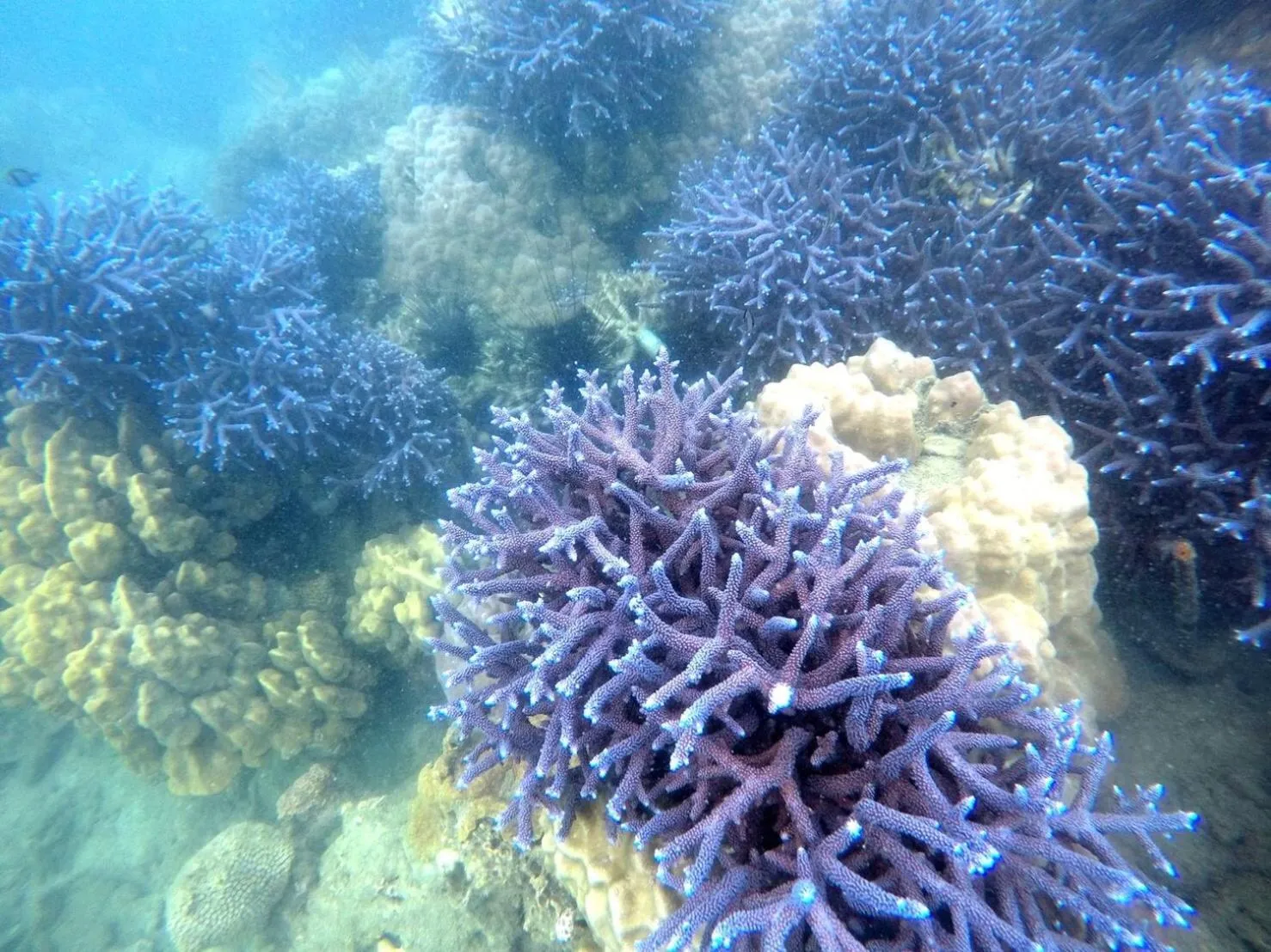 Snorkeling in Baan Chan Lay Koh Chang
