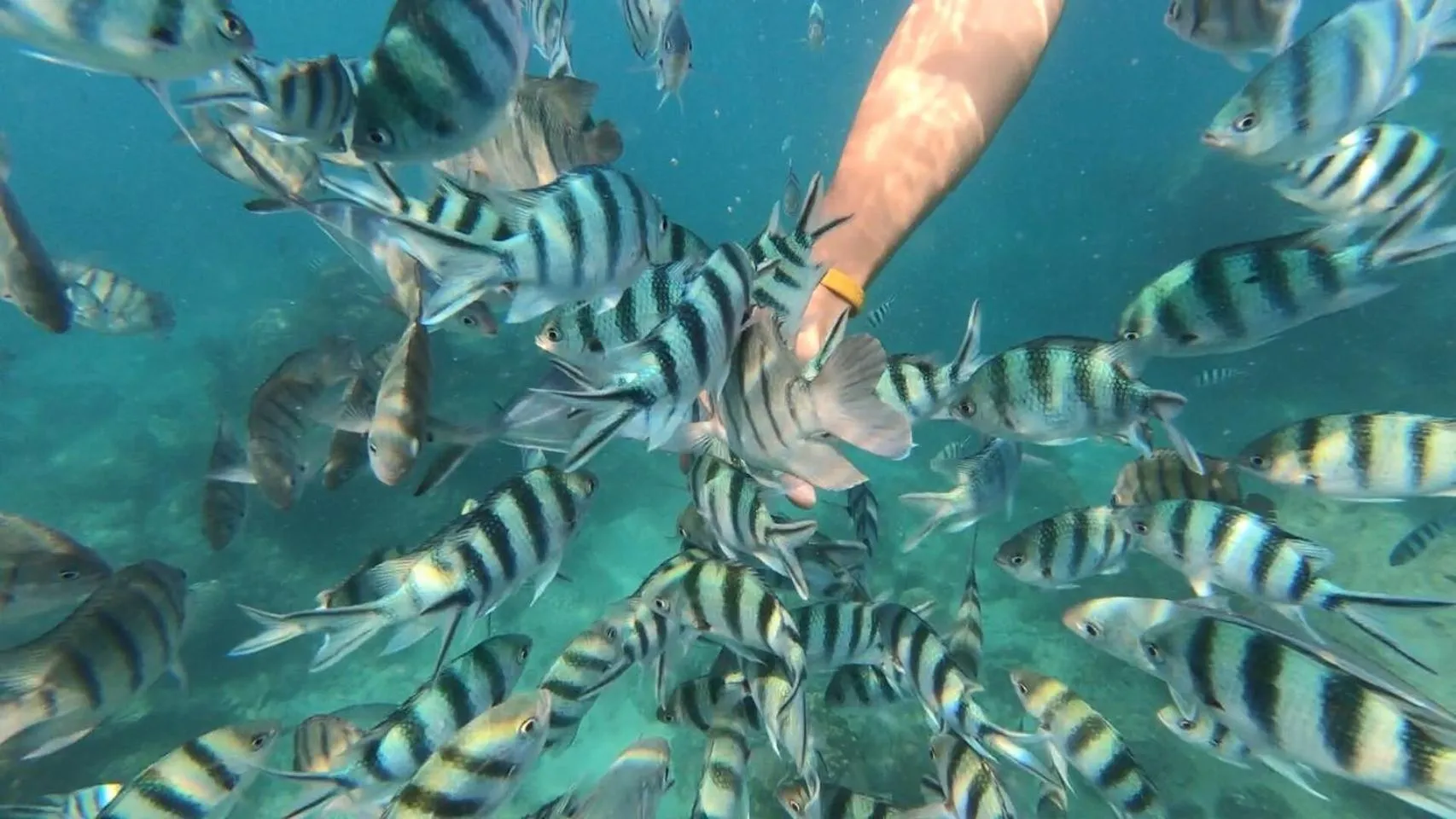 Diving in Baan Chan Lay Koh Chang