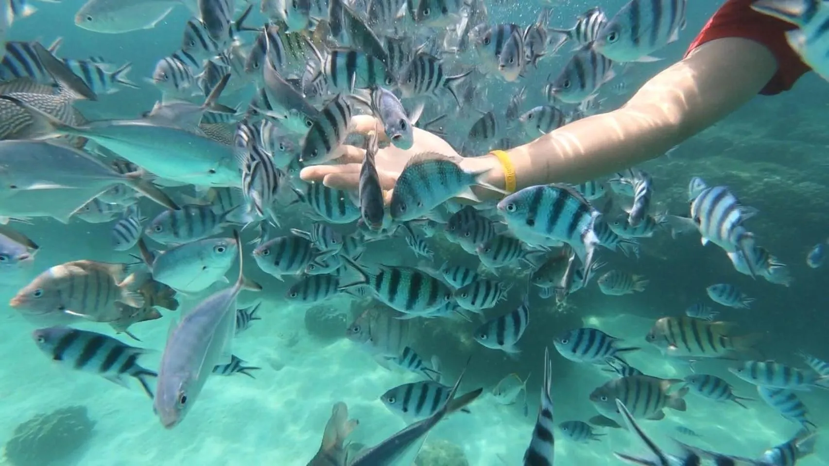 Snorkeling in Baan Chan Lay Koh Chang
