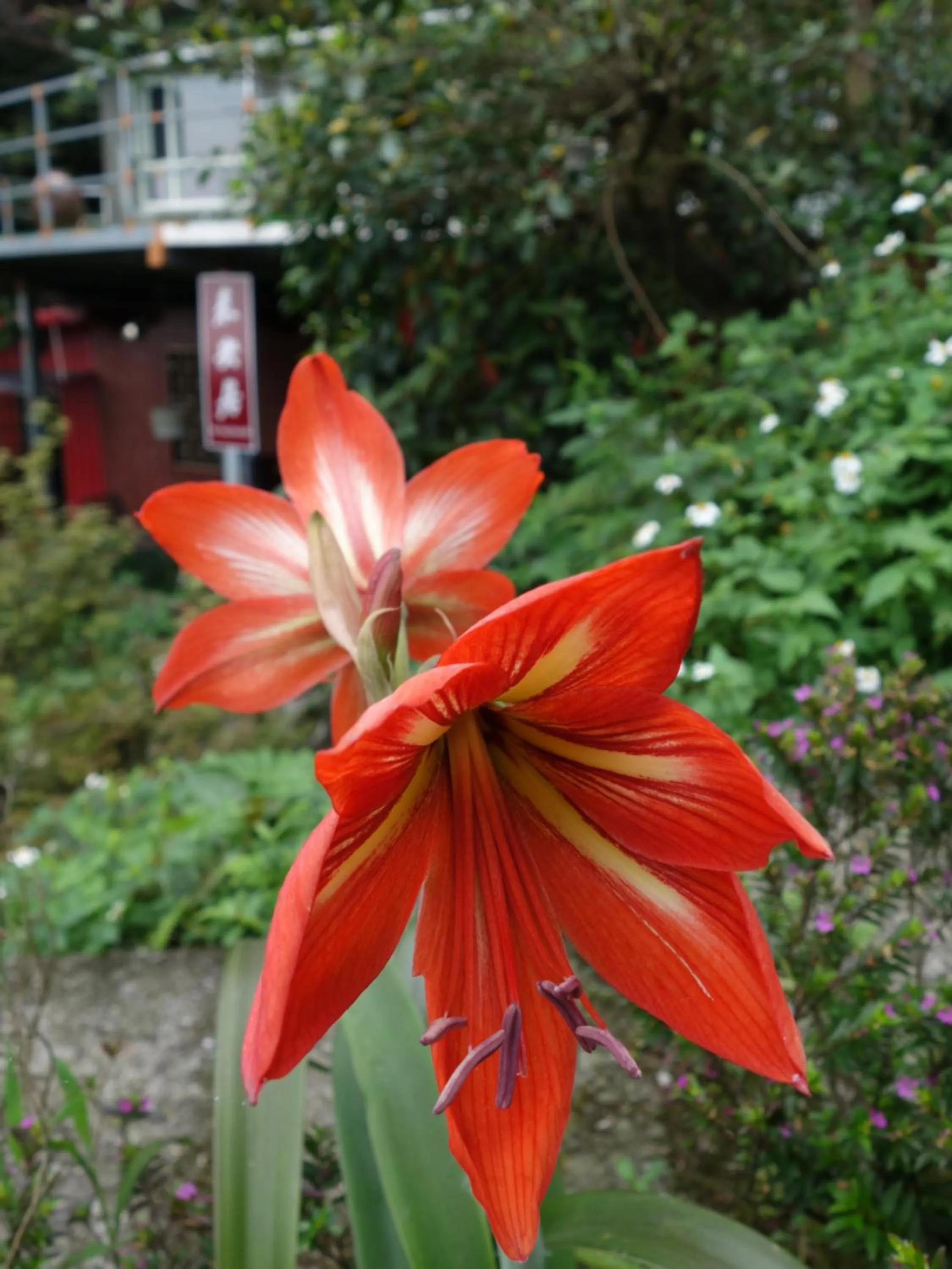 Off site in Way Young House