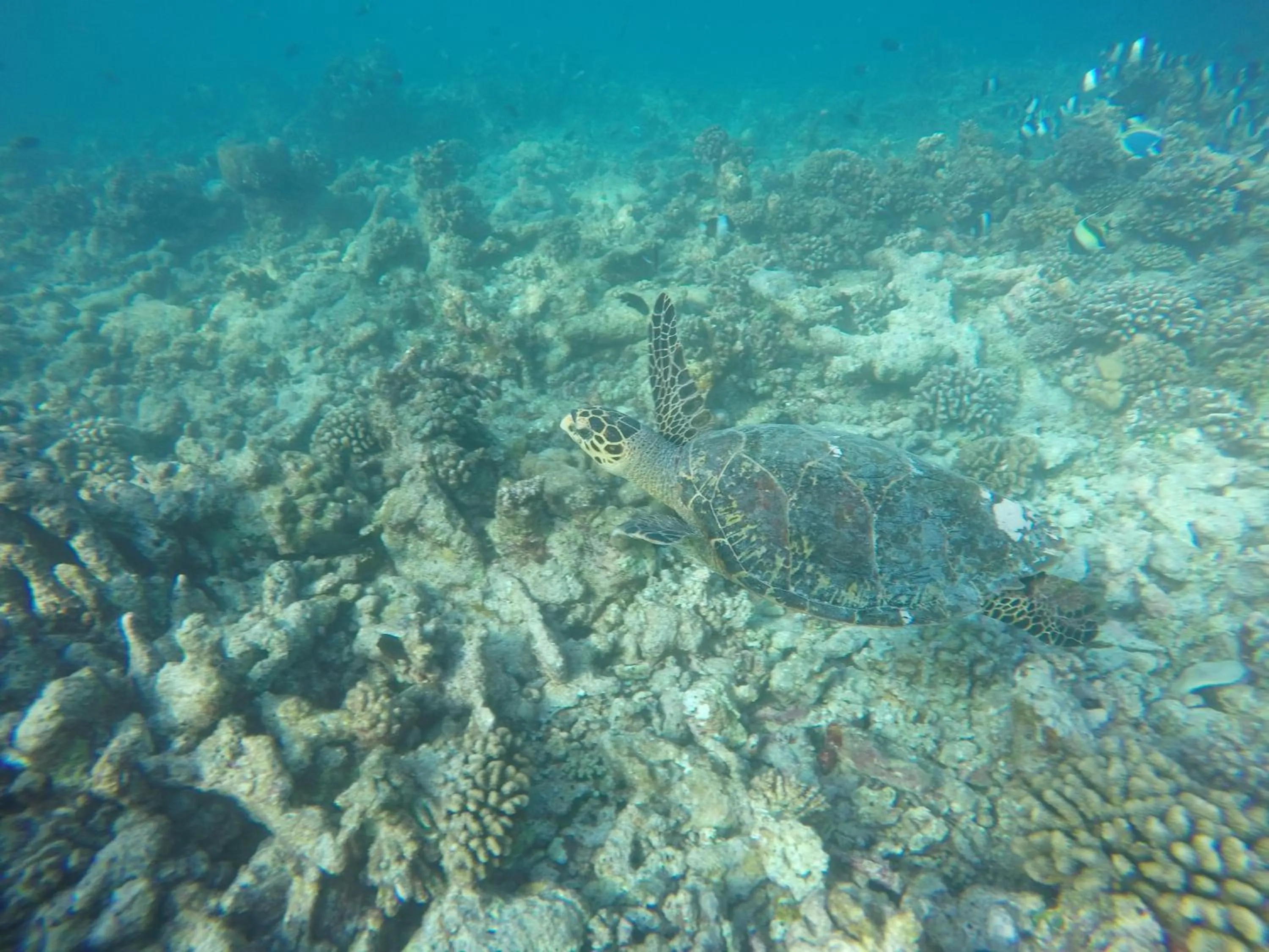 Snorkeling in Holiday Garden Rasdhoo