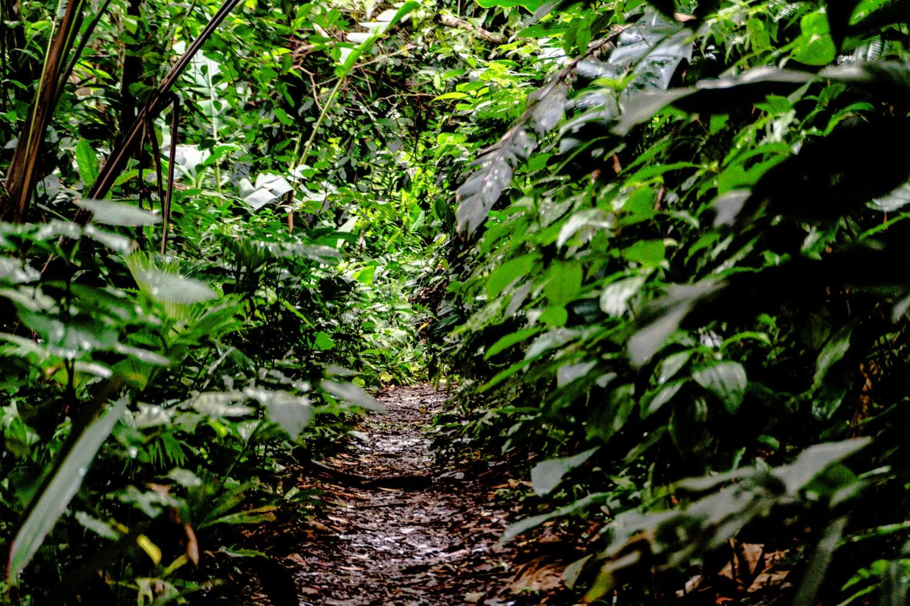 Natural landscape in Selina Red Frog