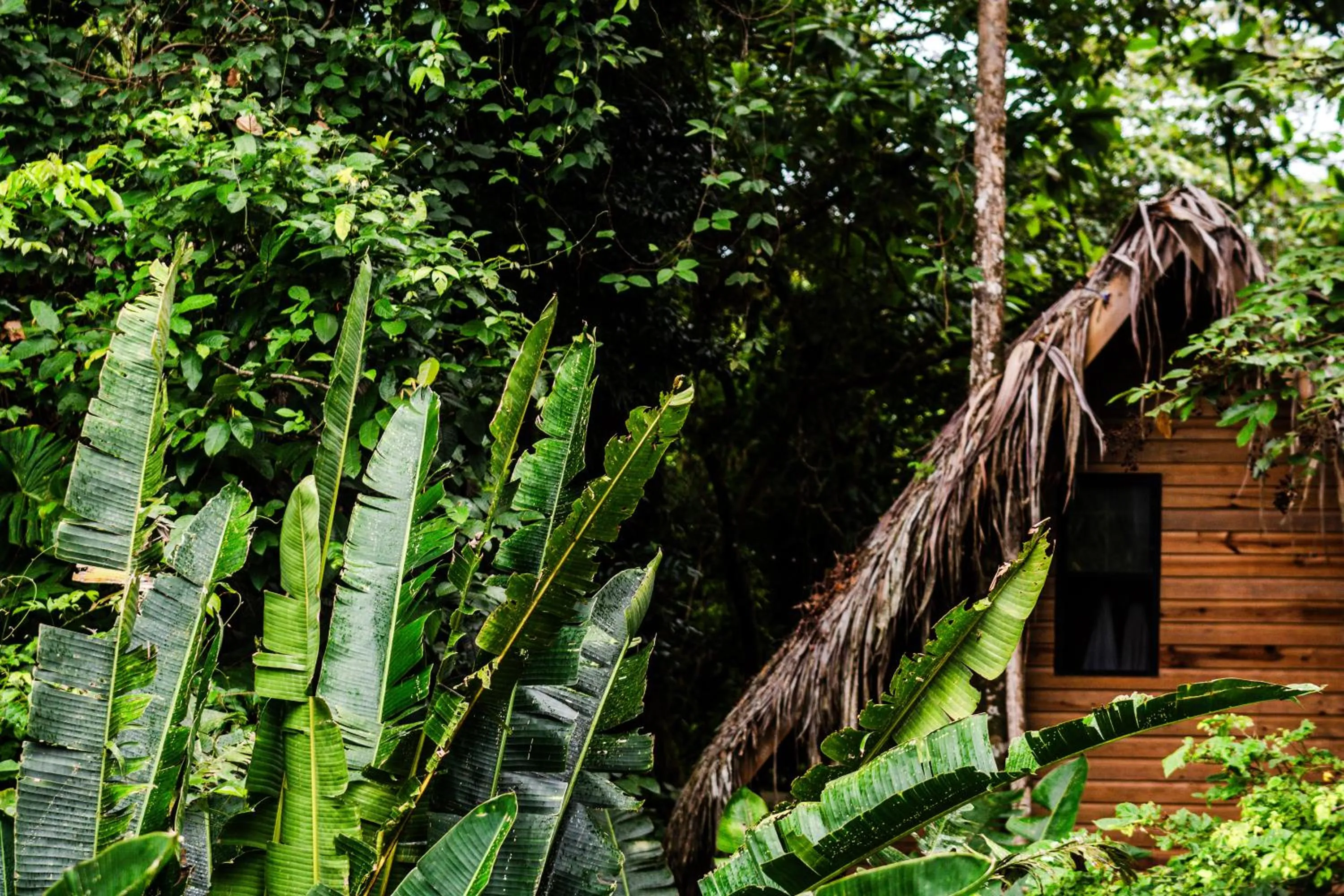 Garden in Selina Red Frog