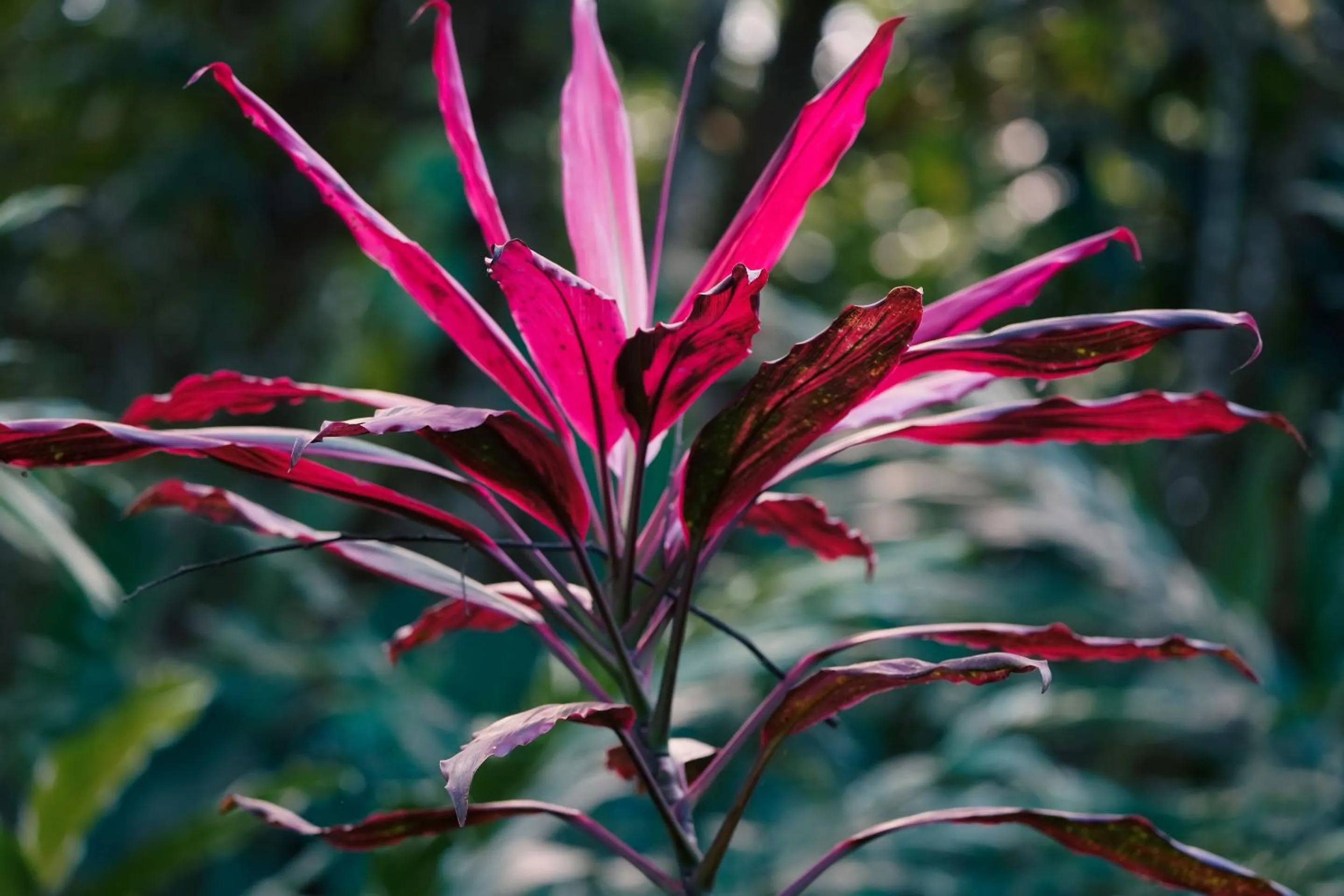 Natural landscape in Selina Red Frog