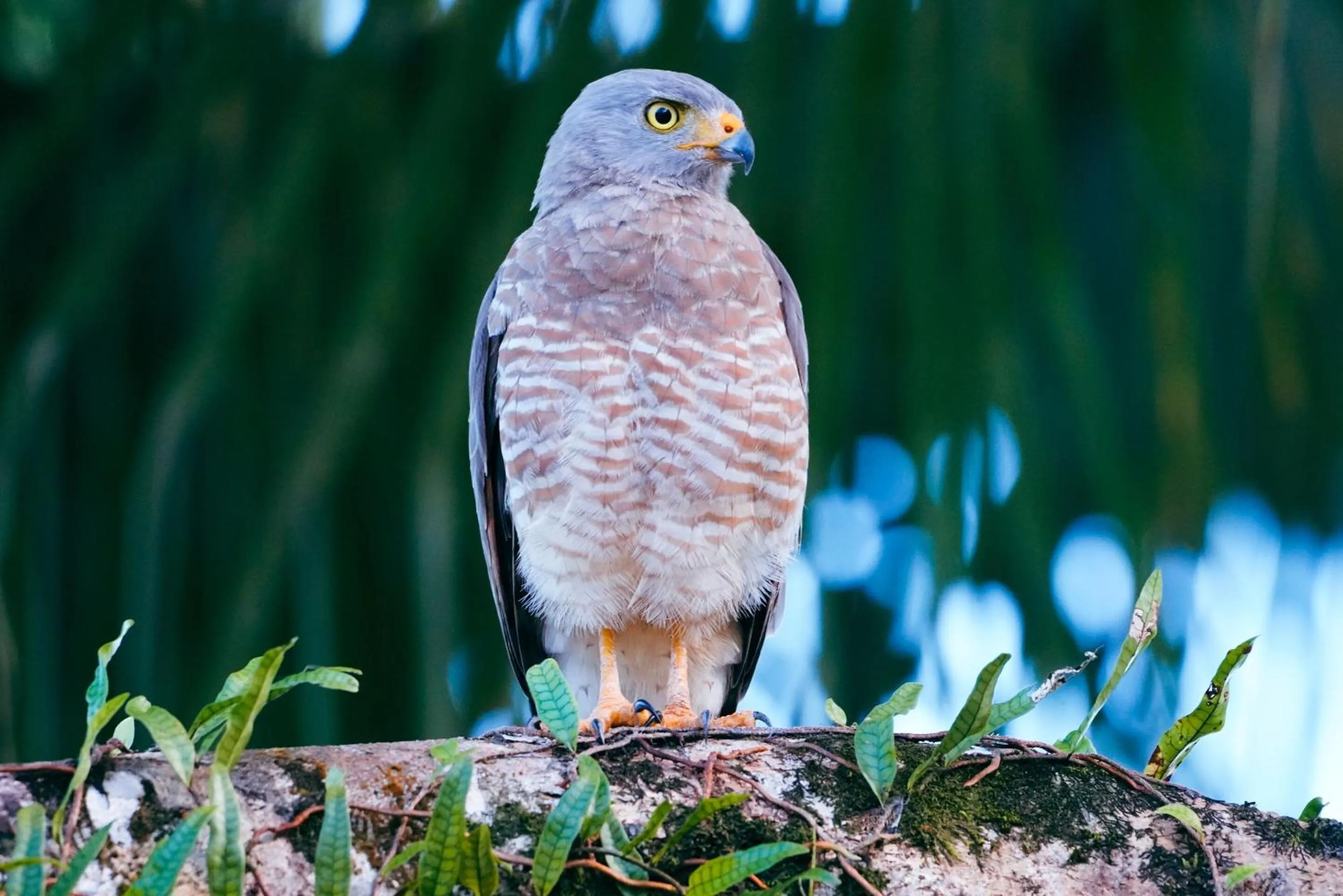 Animals in Selina Red Frog