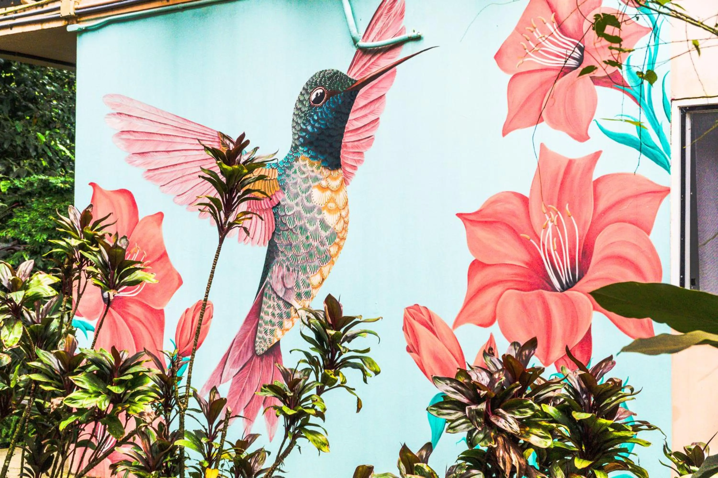 Property building in Selina Red Frog