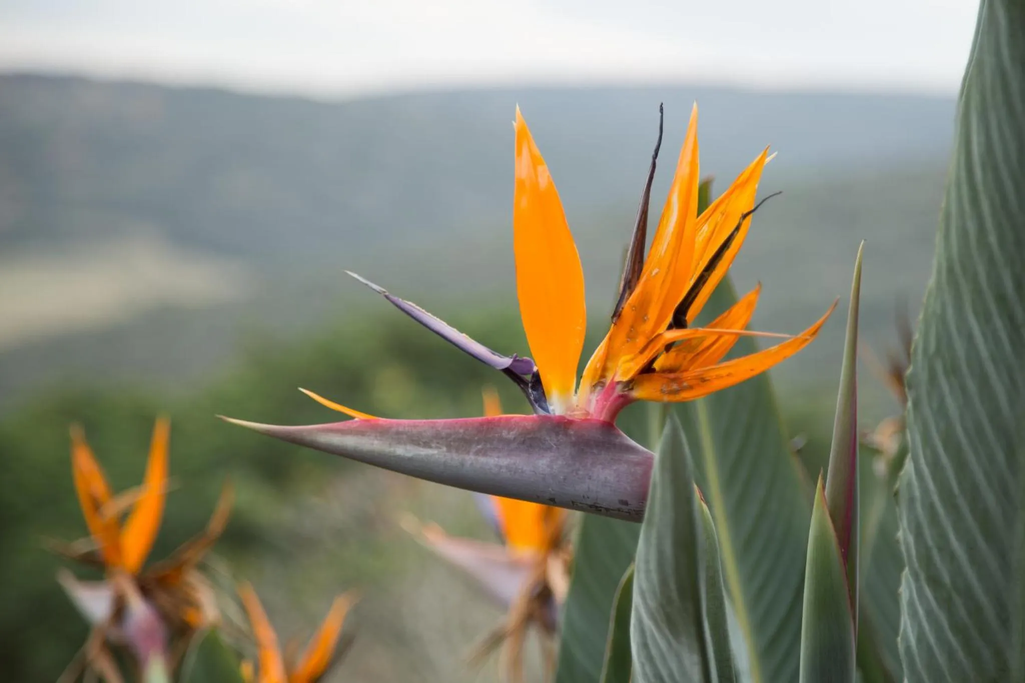 Natural landscape in Hopewell Private Game Reserve