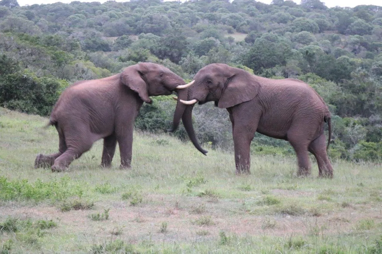 Hopewell Private Game Reserve