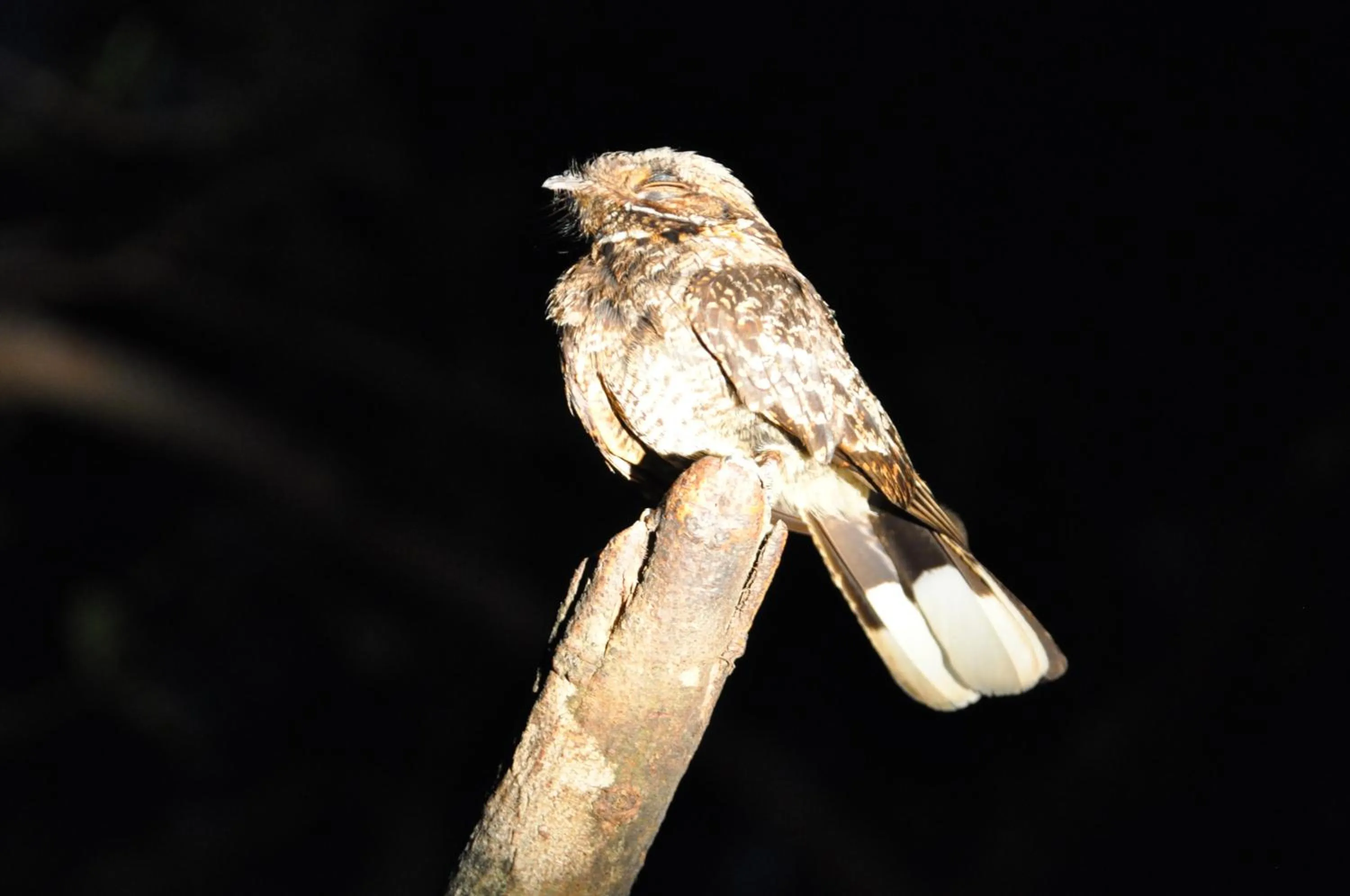 Animals in Hopewell Private Game Reserve