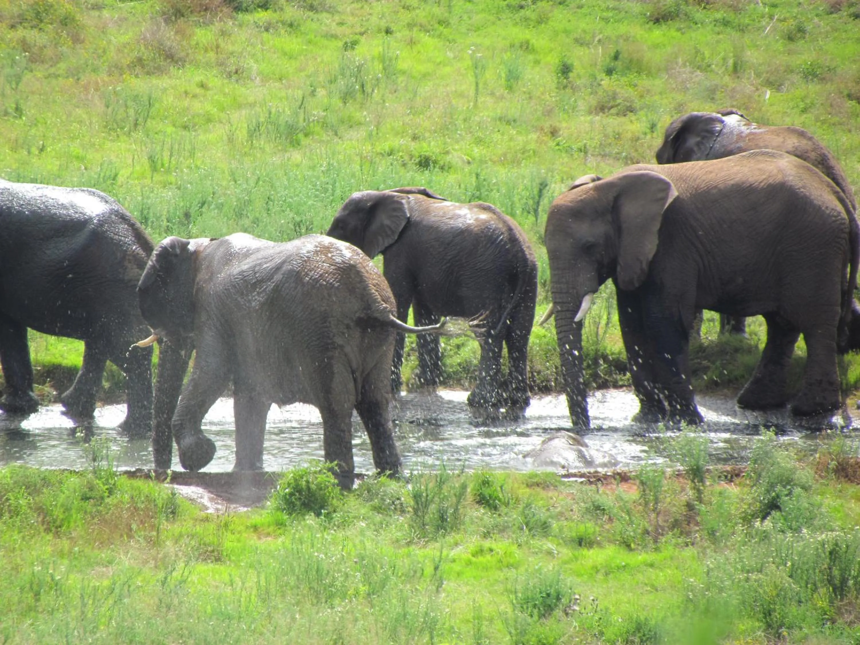 Animals in Hopewell Private Game Reserve