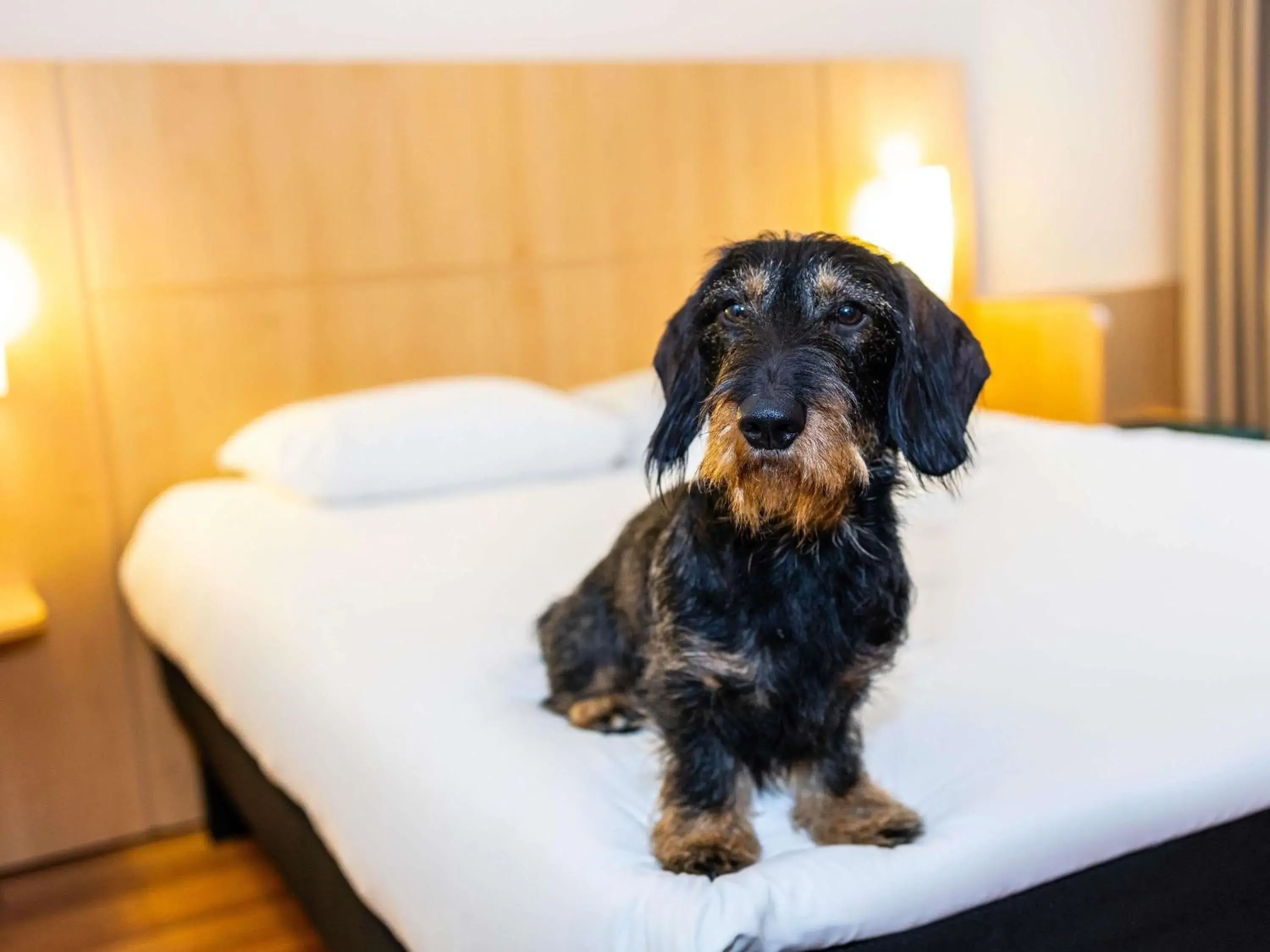 Other, Bed in ibis Antwerpen Centrum Other, Bed in ibis Antwerpen Centrum