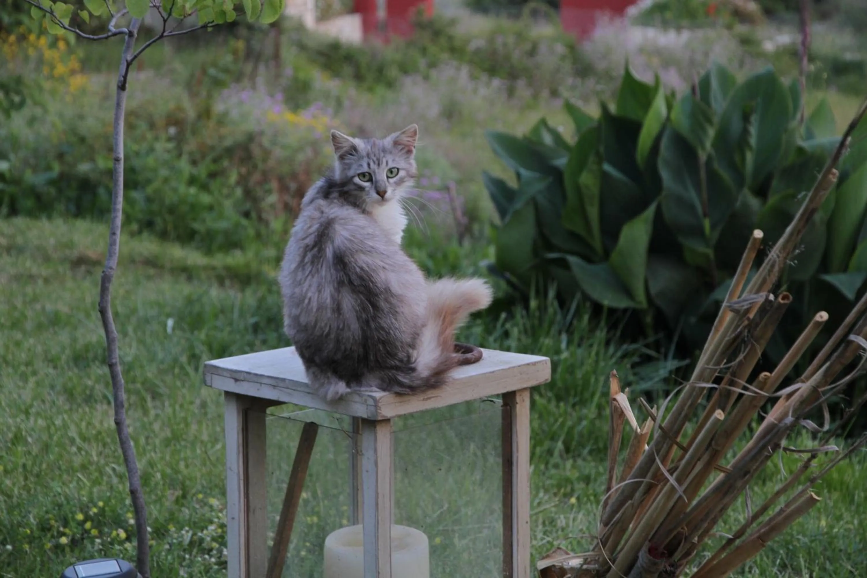 Pets in Volidiera Guesthouse
