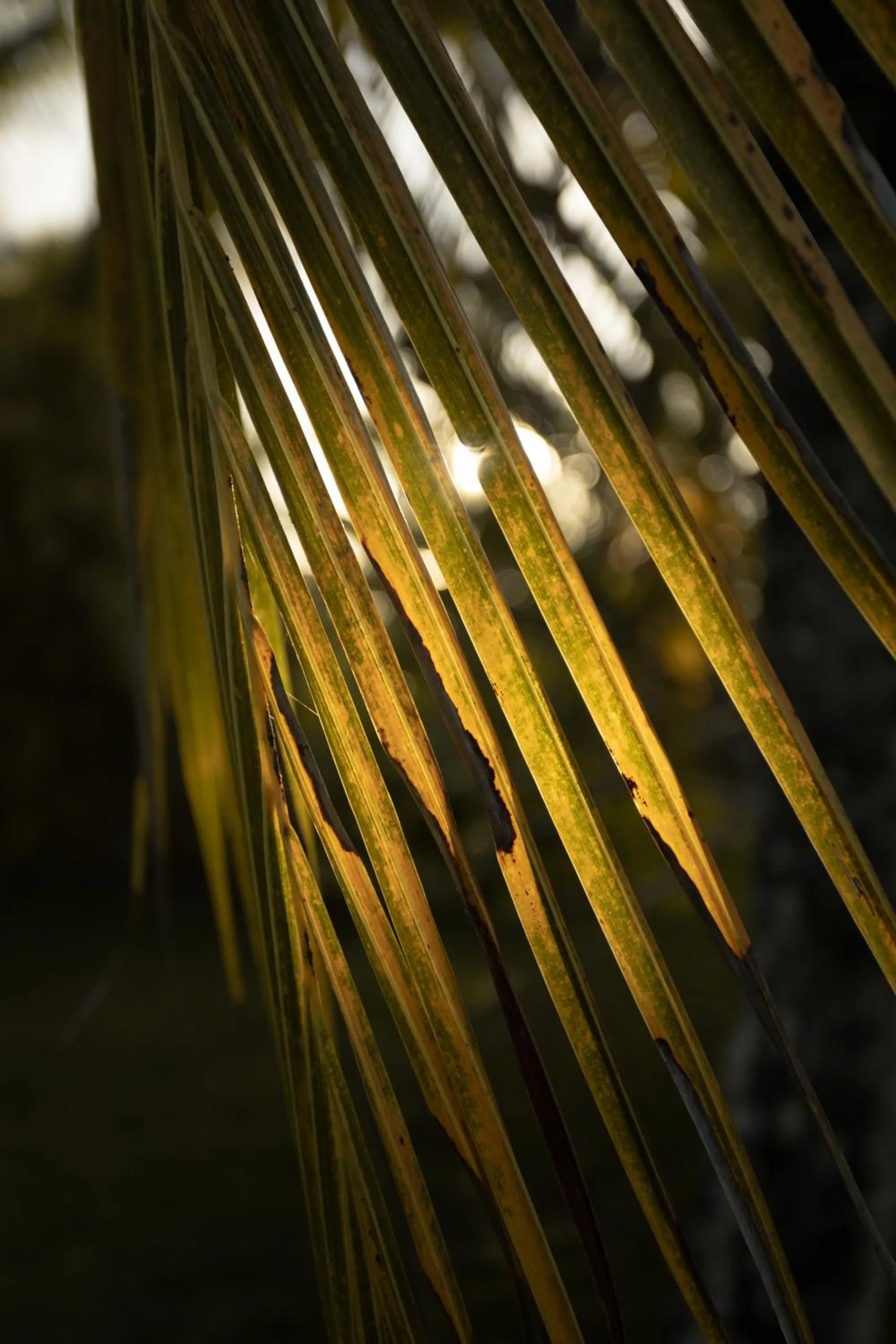 Garden in KA BRU Beach Boutique Hotel