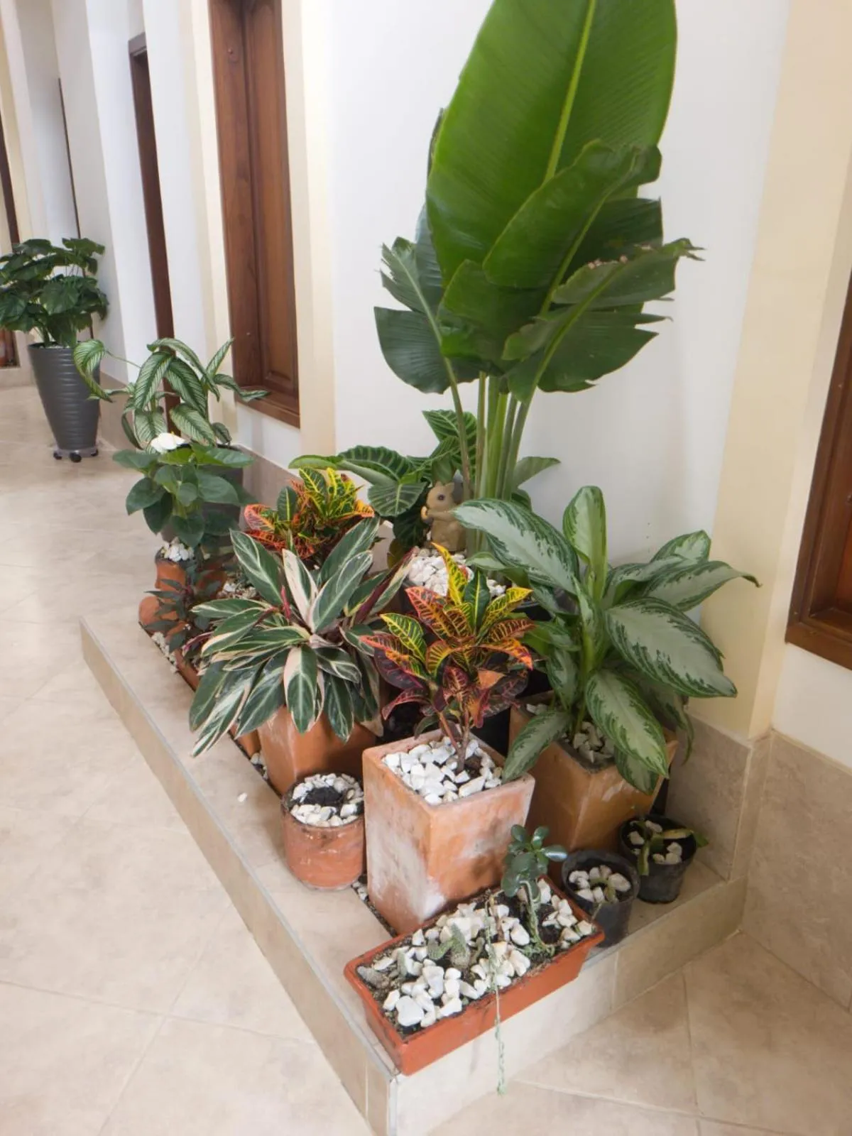 Garden in Hotel Abadias De Zapatoca