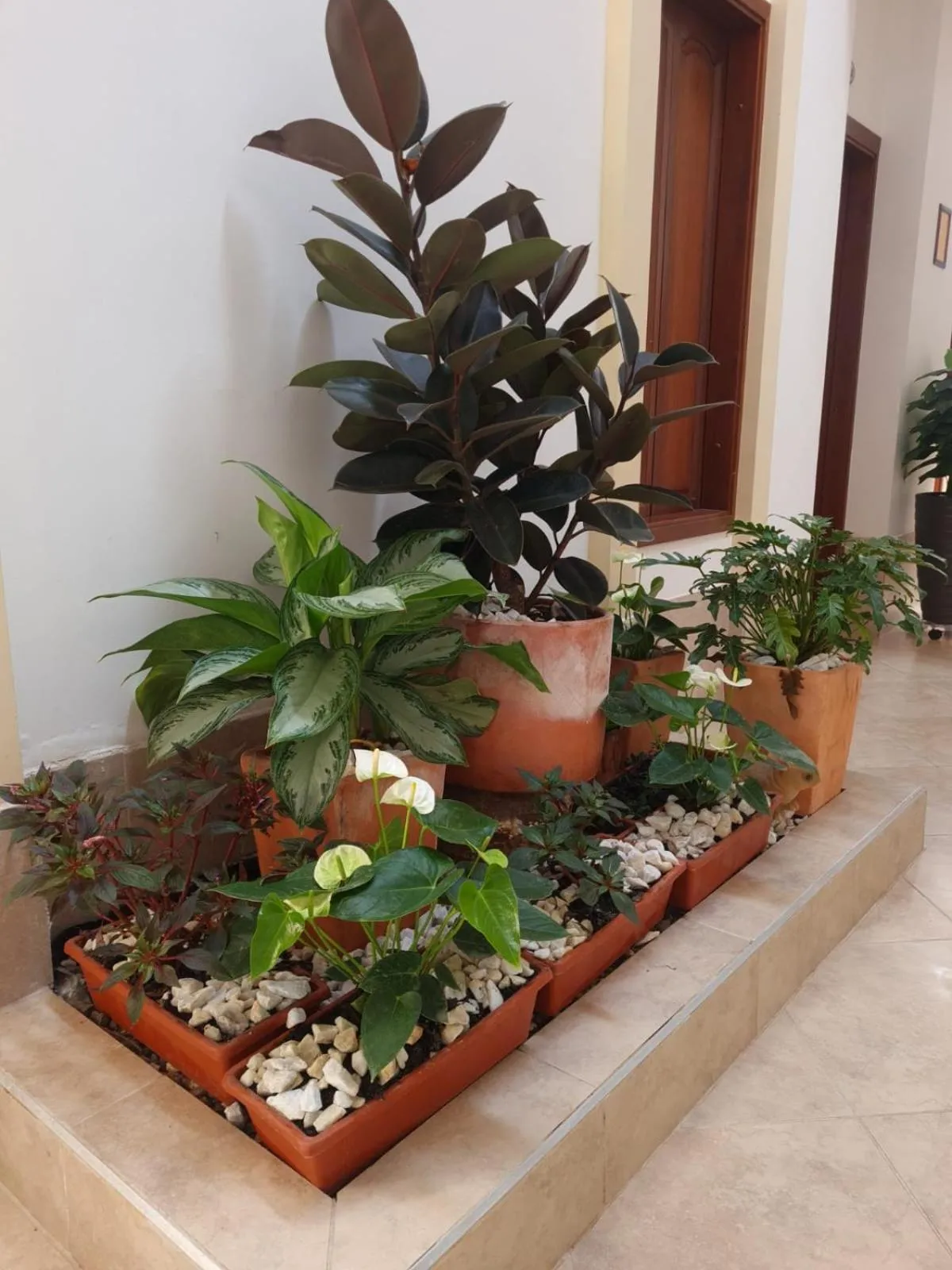 Garden in Hotel Abadias De Zapatoca