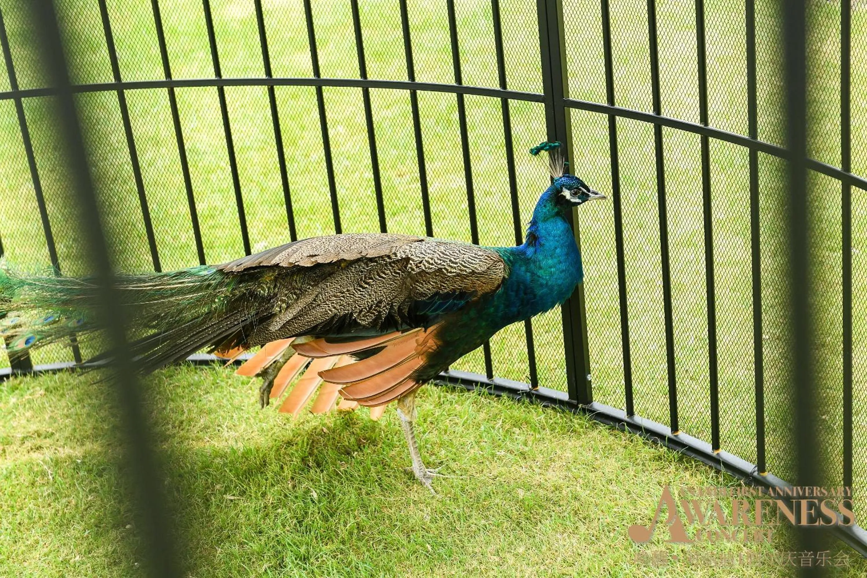 The Anandi Hotel and SPA - Luxury Healing Hotel for Wellbeing