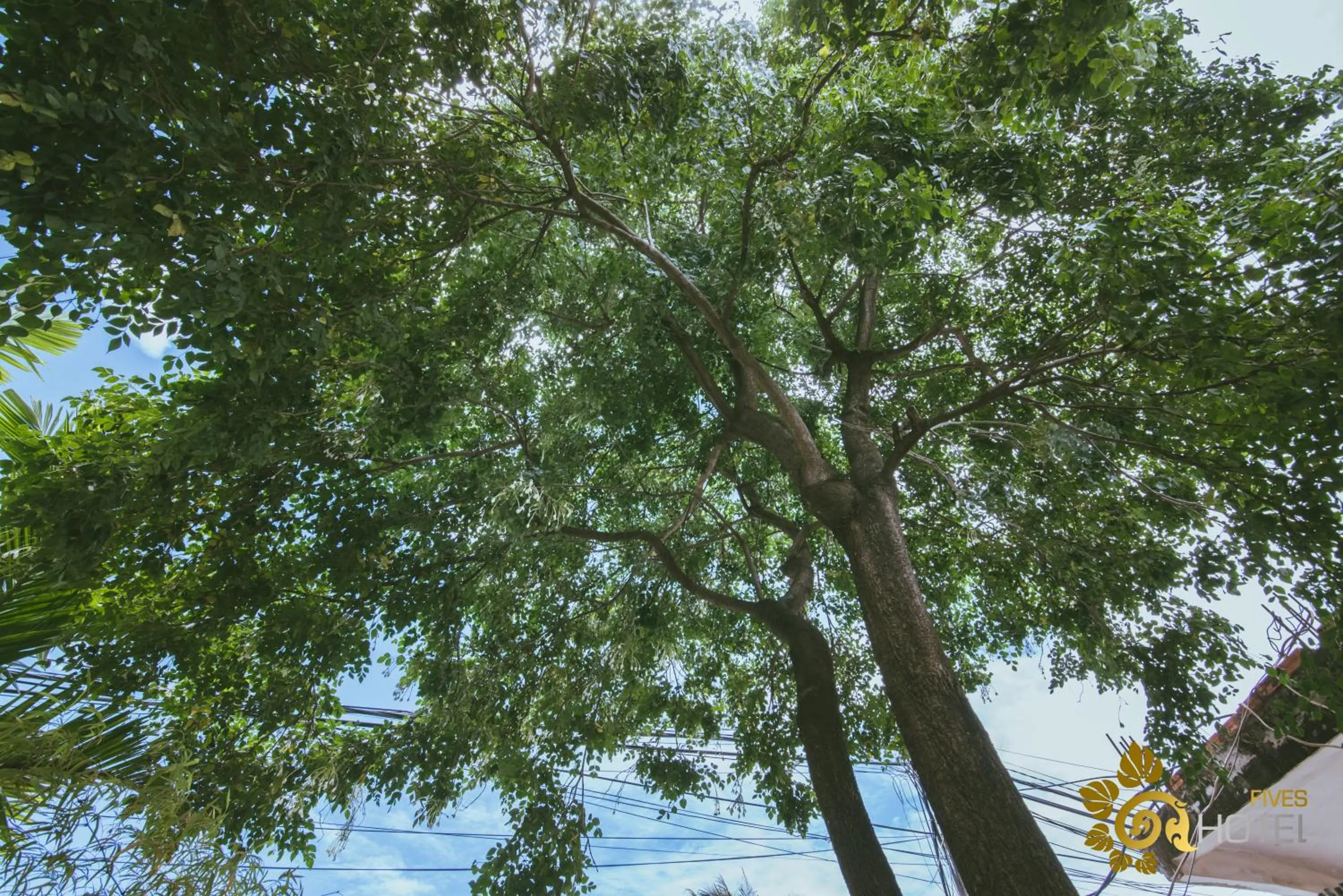 Garden in Hotel Five.S