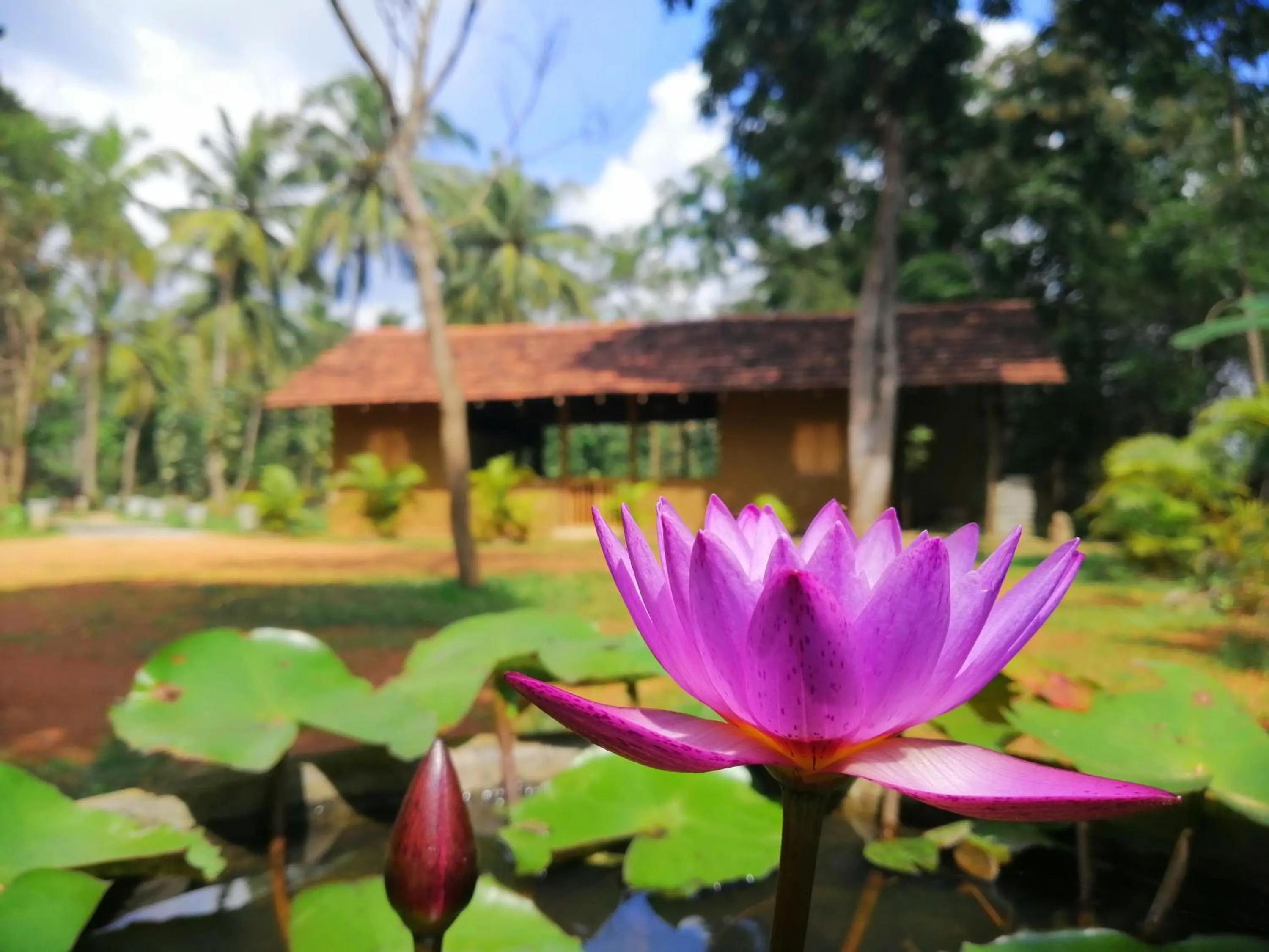 Ama Villa - Habarana