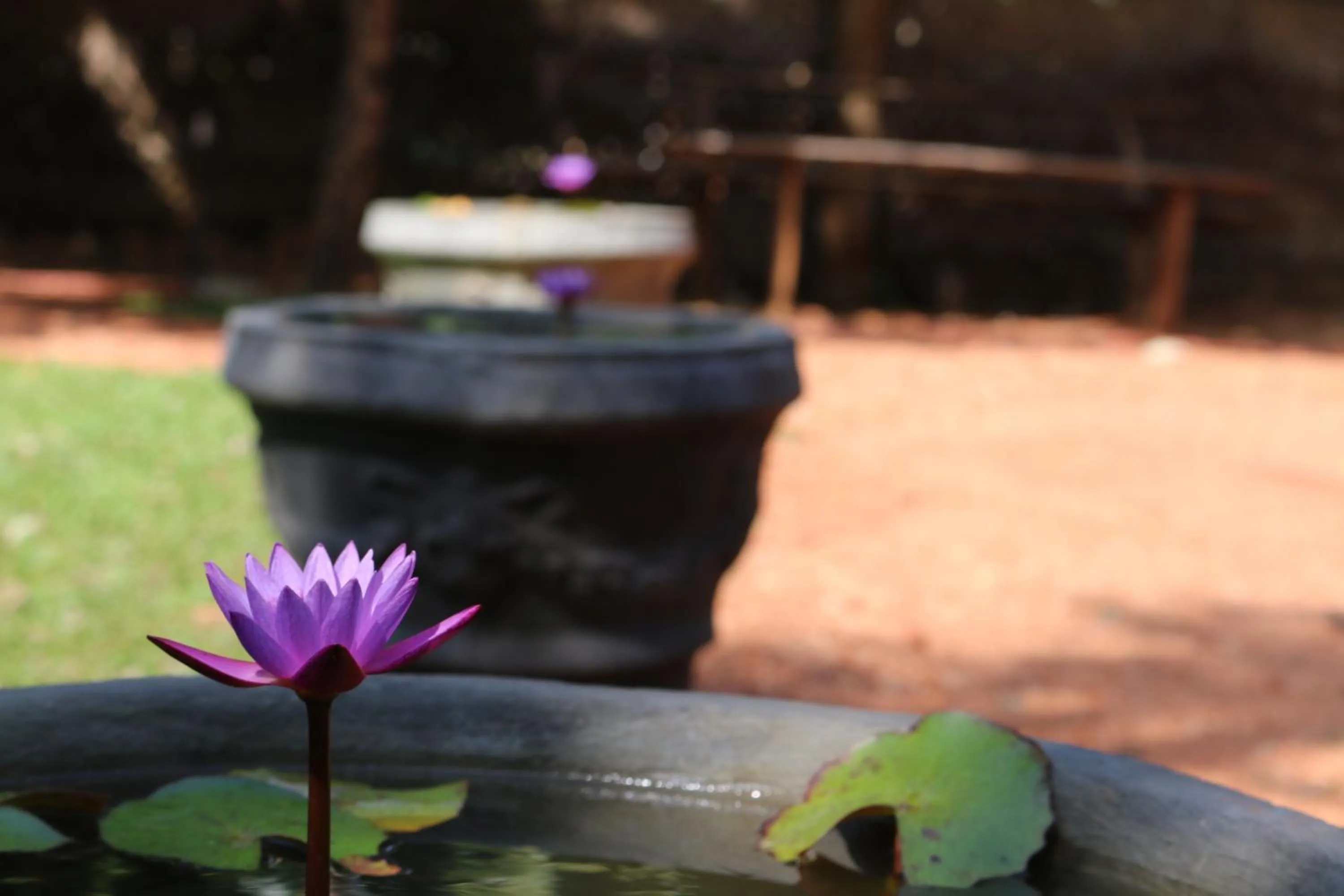 Garden view in Ama Villa - Habarana