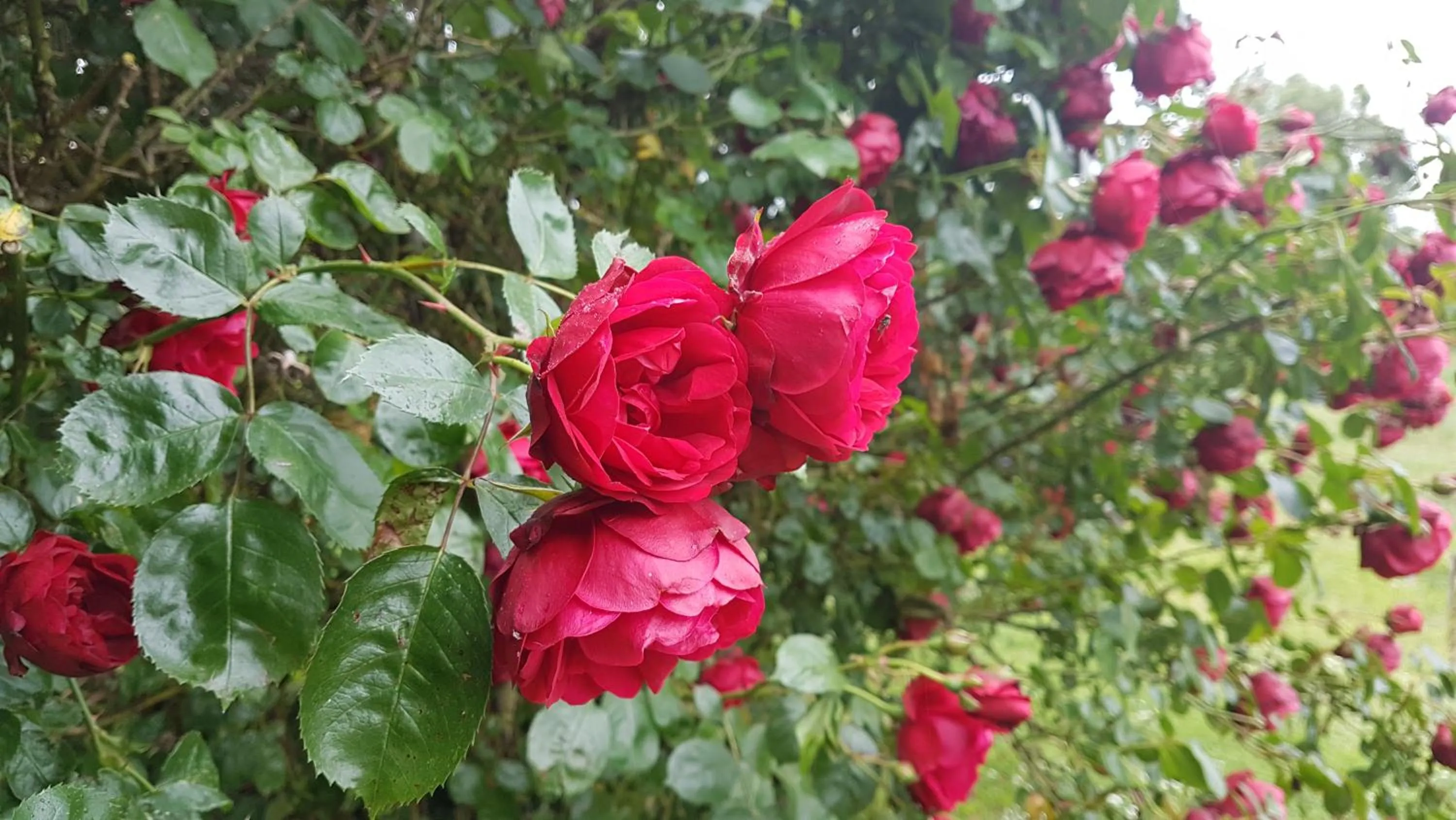 Garden in Hotel De Stokerij
