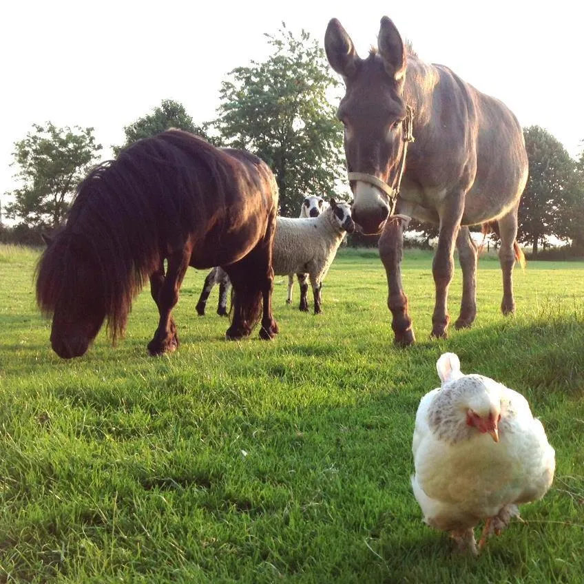 Garden in La Roseraie