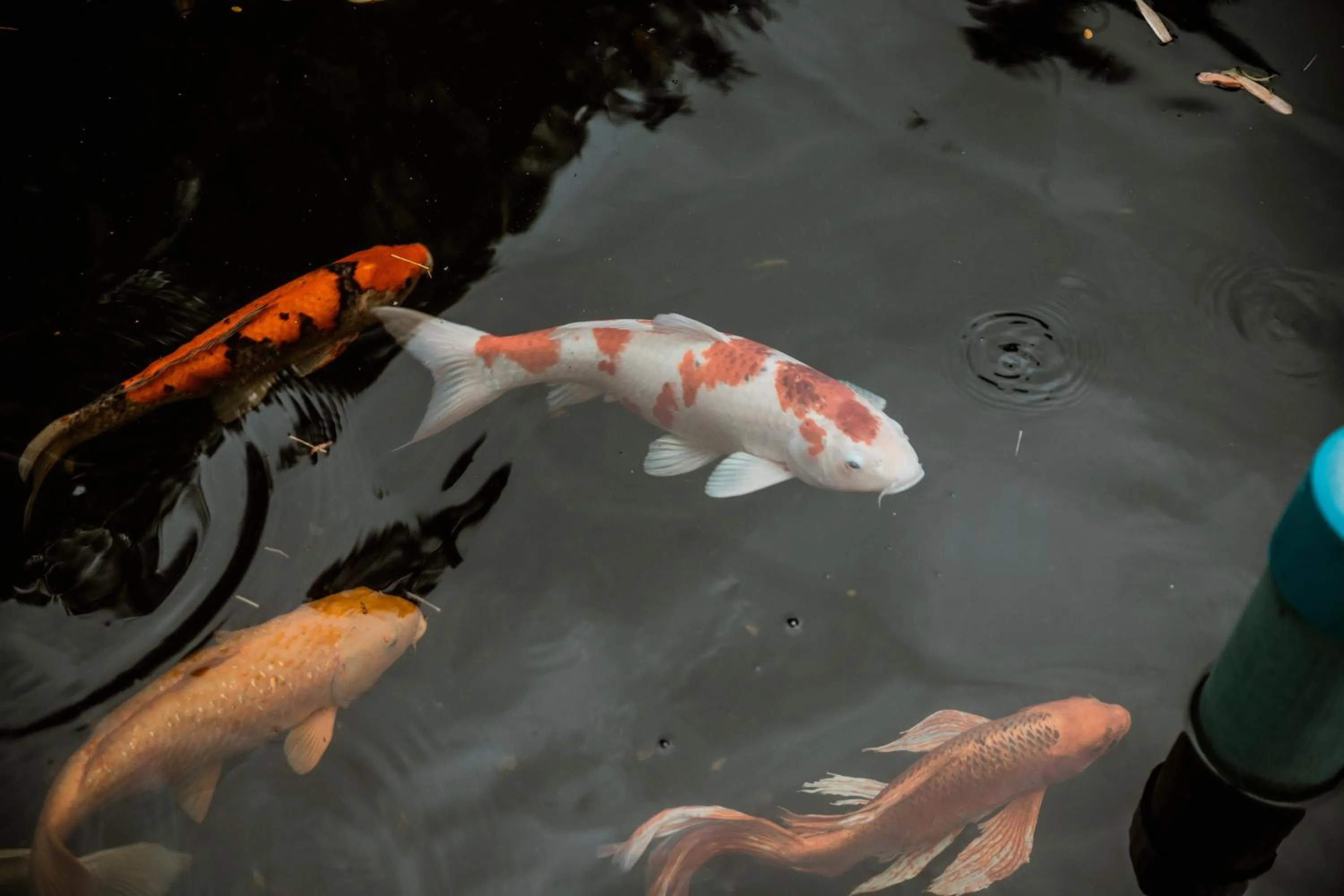 Animals in Tak Andaman Resort & Hotel