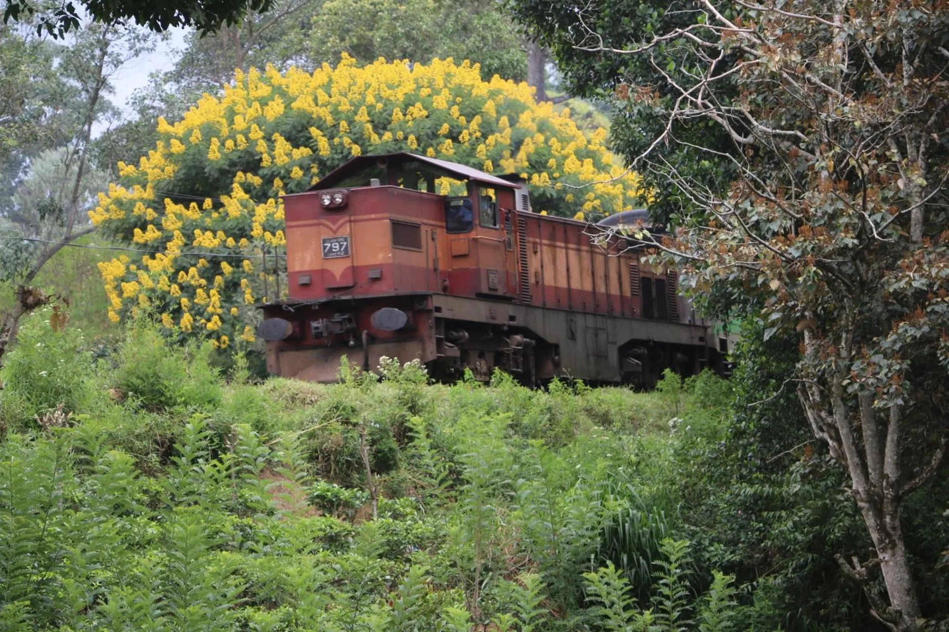 Natural landscape in Train View Chalet