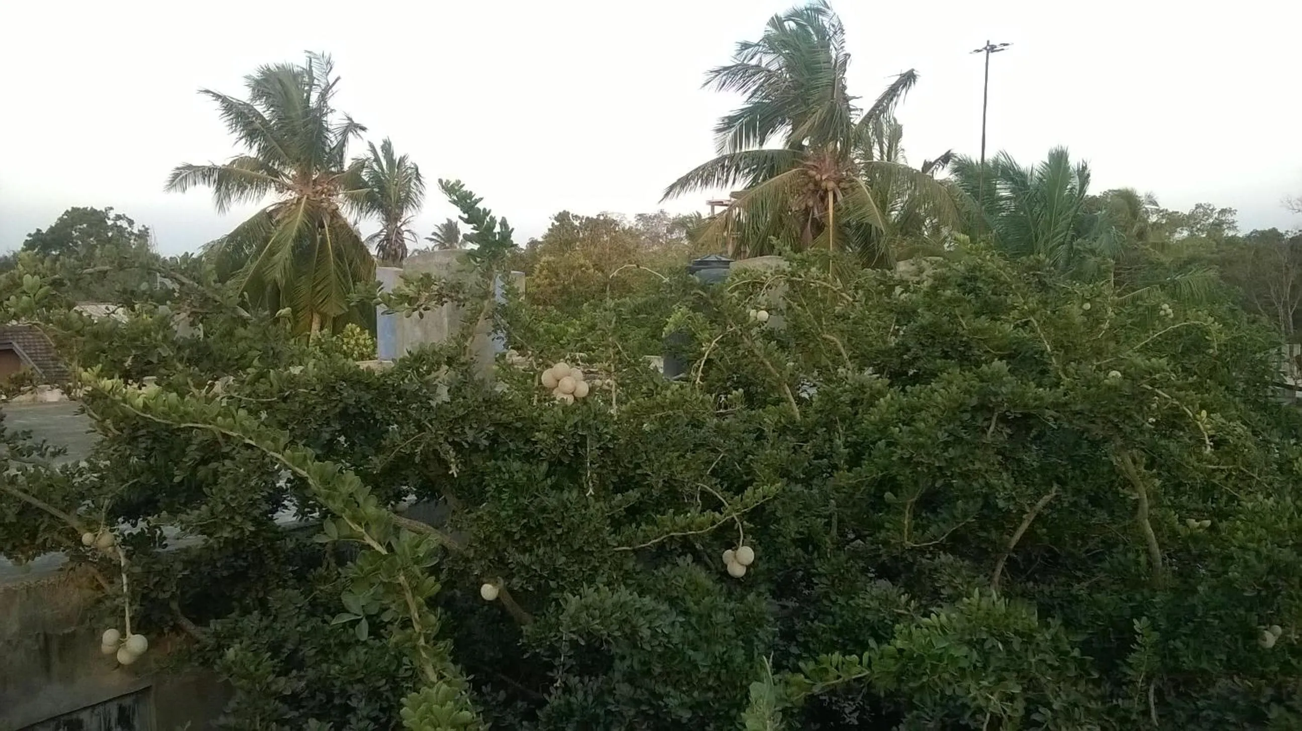 Garden view in Rajarata Reach Resort