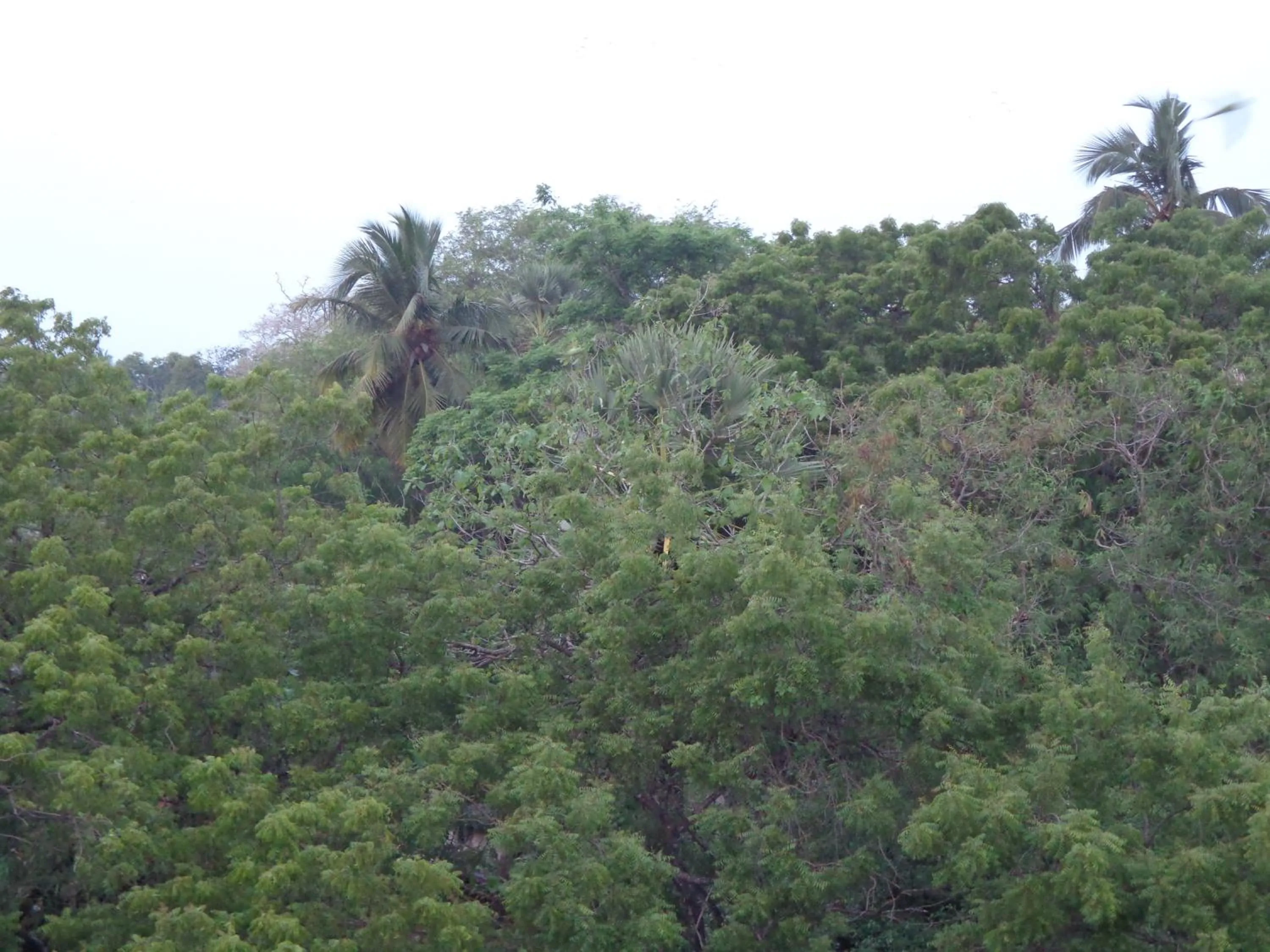 View (from property/room) in Rajarata Reach Resort