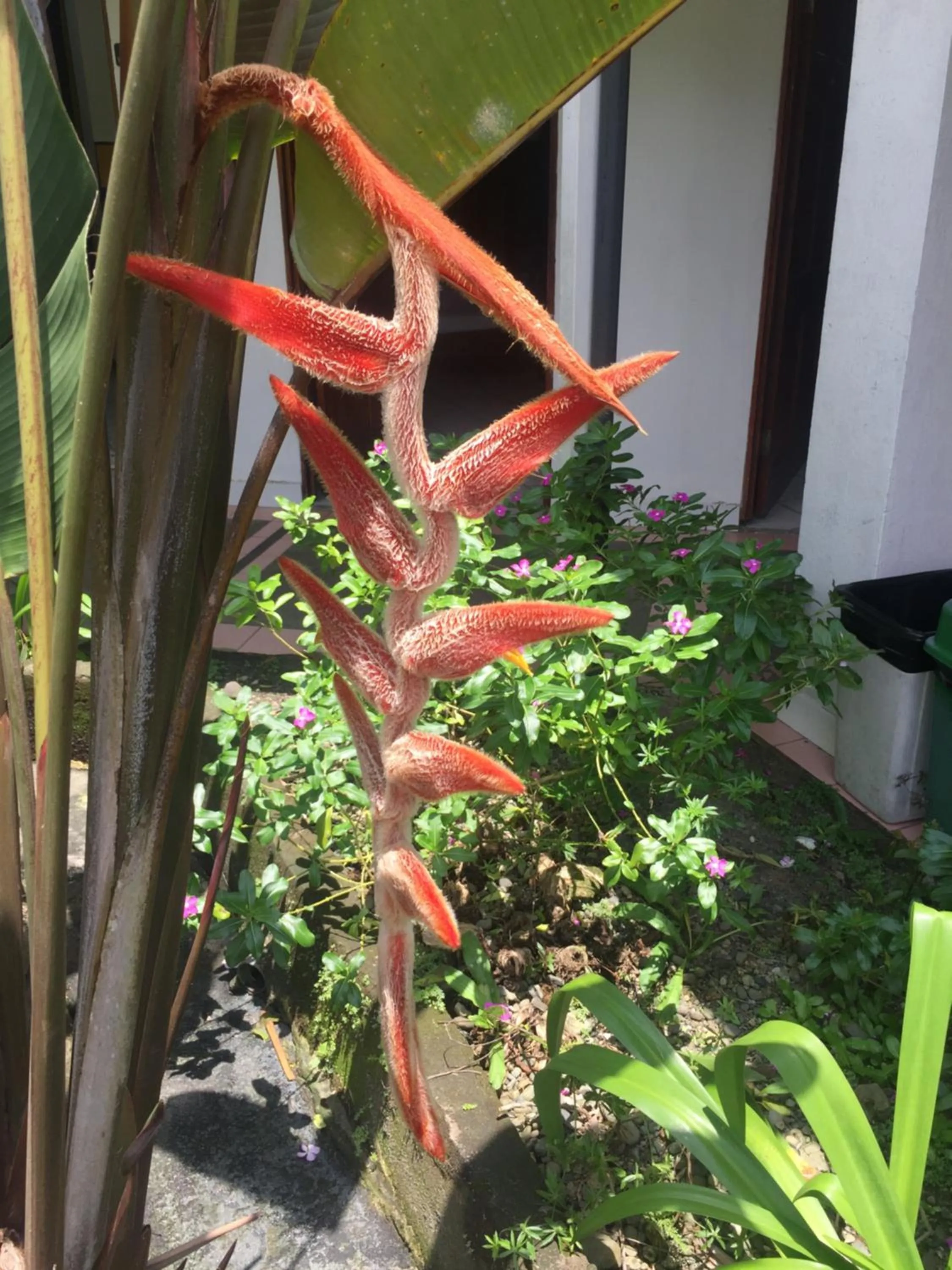 Garden in Wide Mouth Frog Quepos