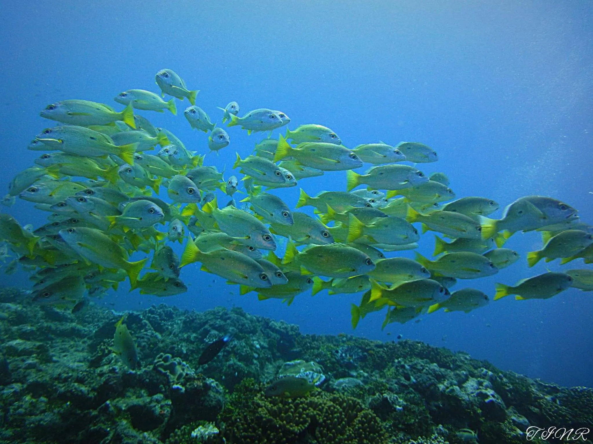 Snorkeling in Mnarani Beach Club