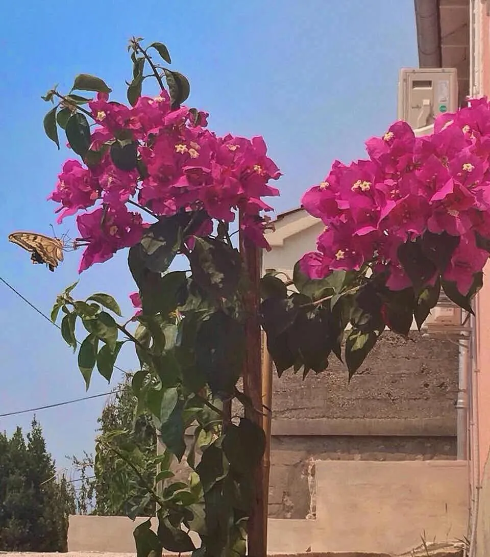 Garden in Apartment Silvana II